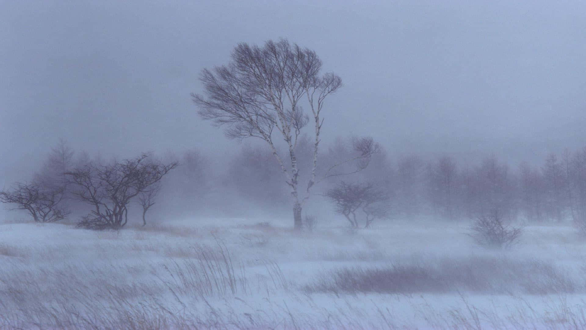 Snowstorm 桌布 壁紙 — 一棵孤獨的白樺樹堅韌地矗立在雪地上，風吹起的霧氣籠罩著冬日景觀。