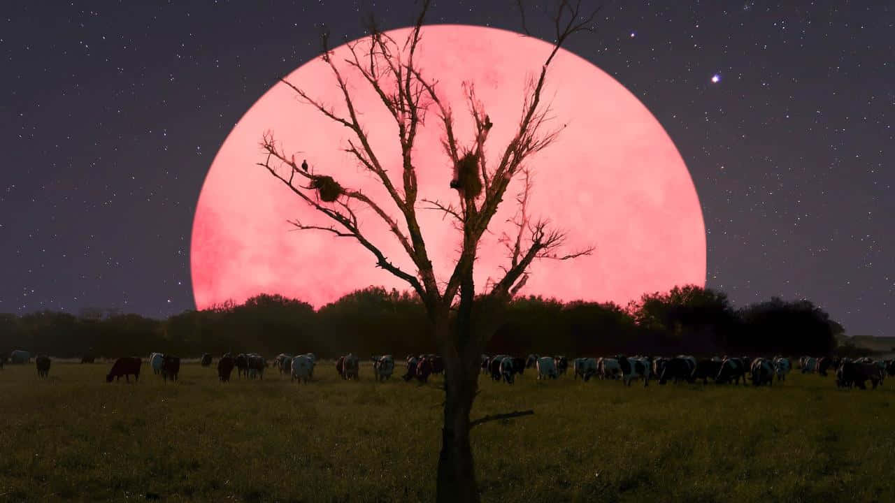 Pink Moon Real 桌布 壁紙 — 一棵孤獨的禿樹在巨大的粉紅色月亮映襯下形成剪影，月亮照耀著繁星夜空下的一片牧場，牛群正在吃草。