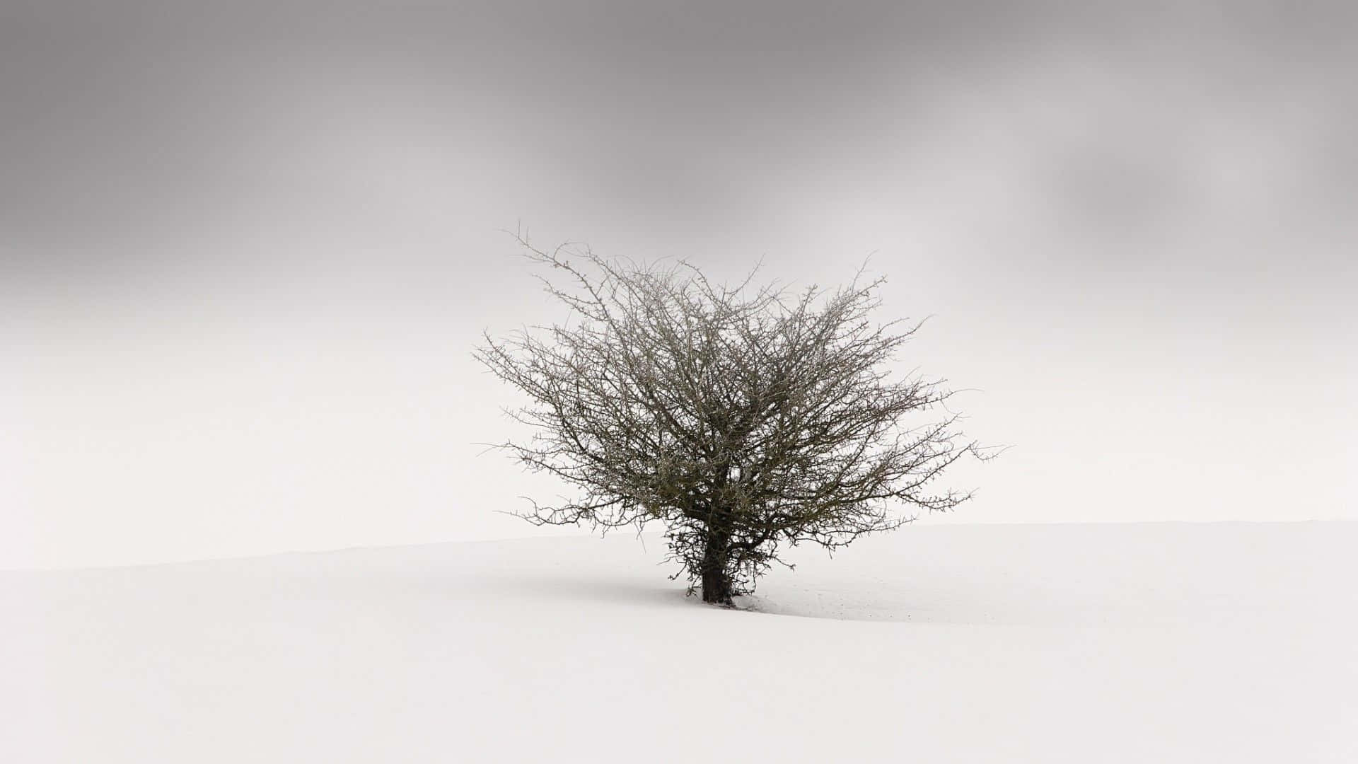 桌布 壁紙 — 一棵孤獨的禿樹在廣闊的雪地上，在灰濛濛的天空下堅韌地挺立。
