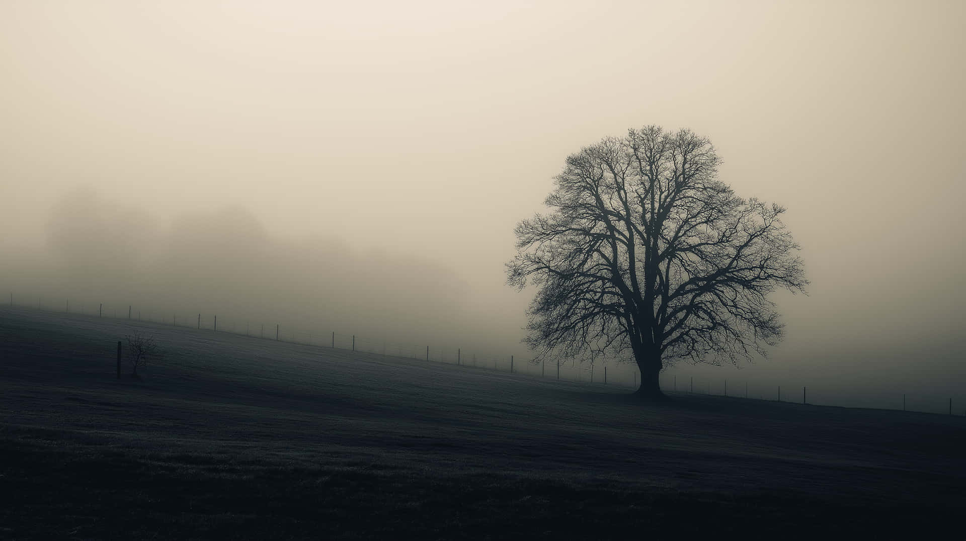 Bare Tree Silhouetted in Misty Field on a Gloomy Morning 壁紙 — 一棵孤獨的禿樹在濃霧籠罩的黎明中形成剪影，霜凍的田野上有一道籬笆線消失在霧中。