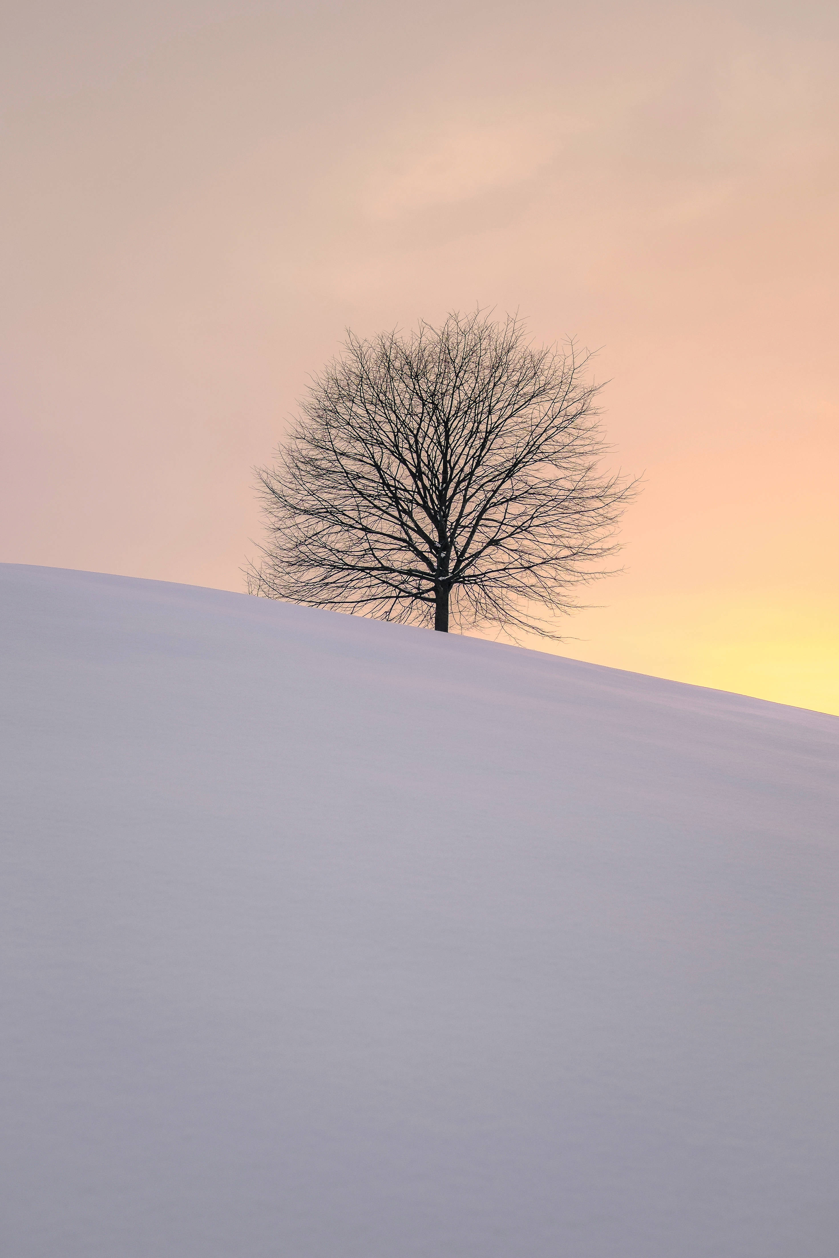 Tree 桌布 壁紙 — 一棵孤獨的禿樹在白雪覆蓋的山丘上形成剪影，映襯著柔和的粉紅色和橙色日落天空。
