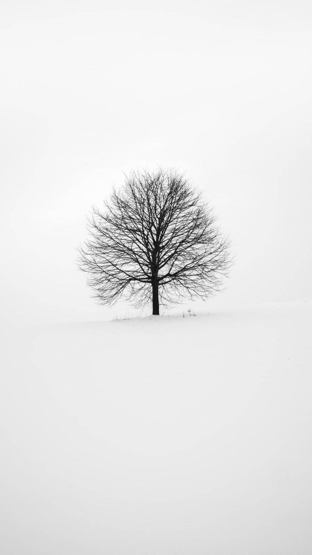 黑白藝術 桌布 壁紙 — 一棵孤獨的禿樹在陰天下的雪地中顯得格外突出。