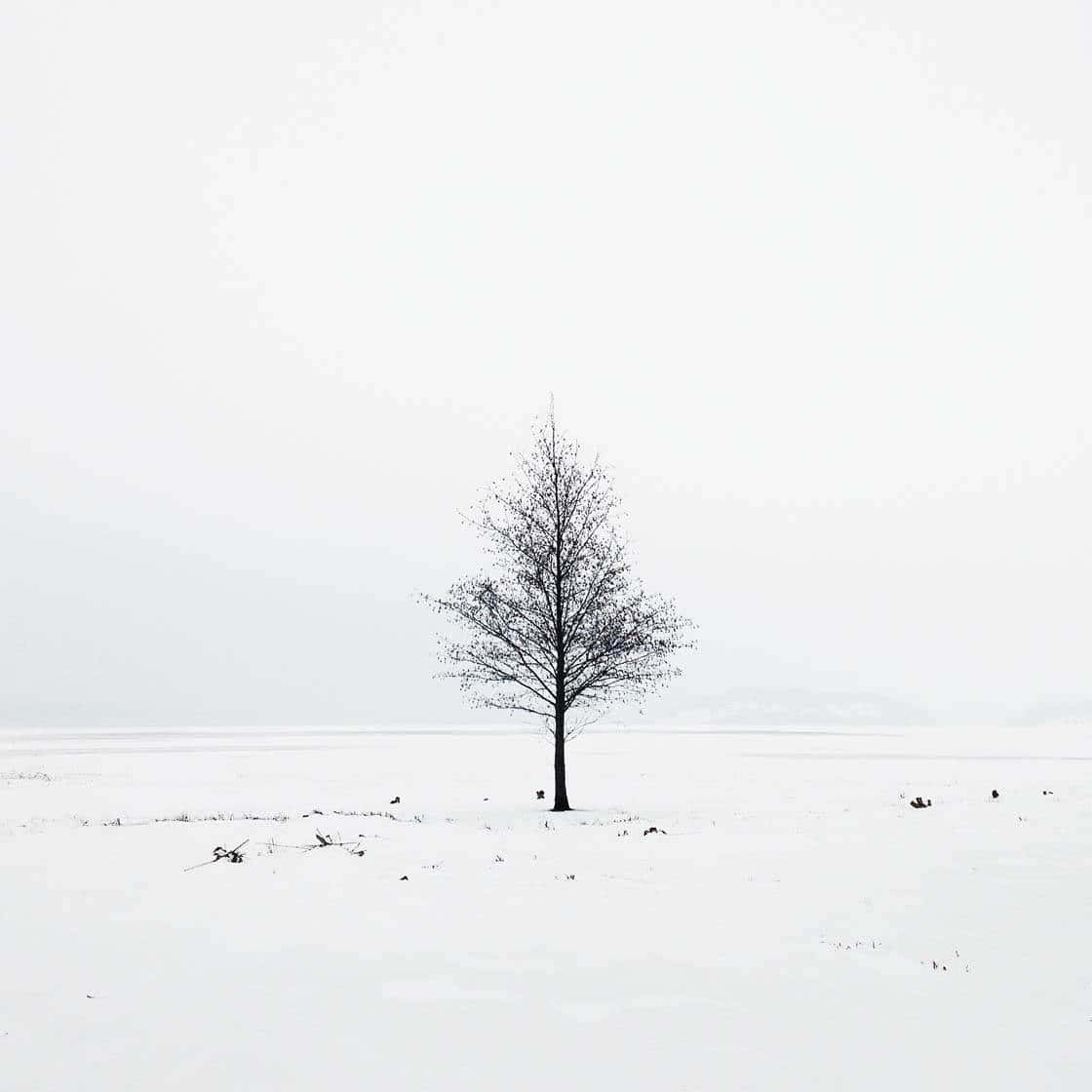 美學 桌布 壁紙 — 一棵孤獨的禿樹在陰沉的冬日天空下，與廣闊的雪原形成鮮明對比。
