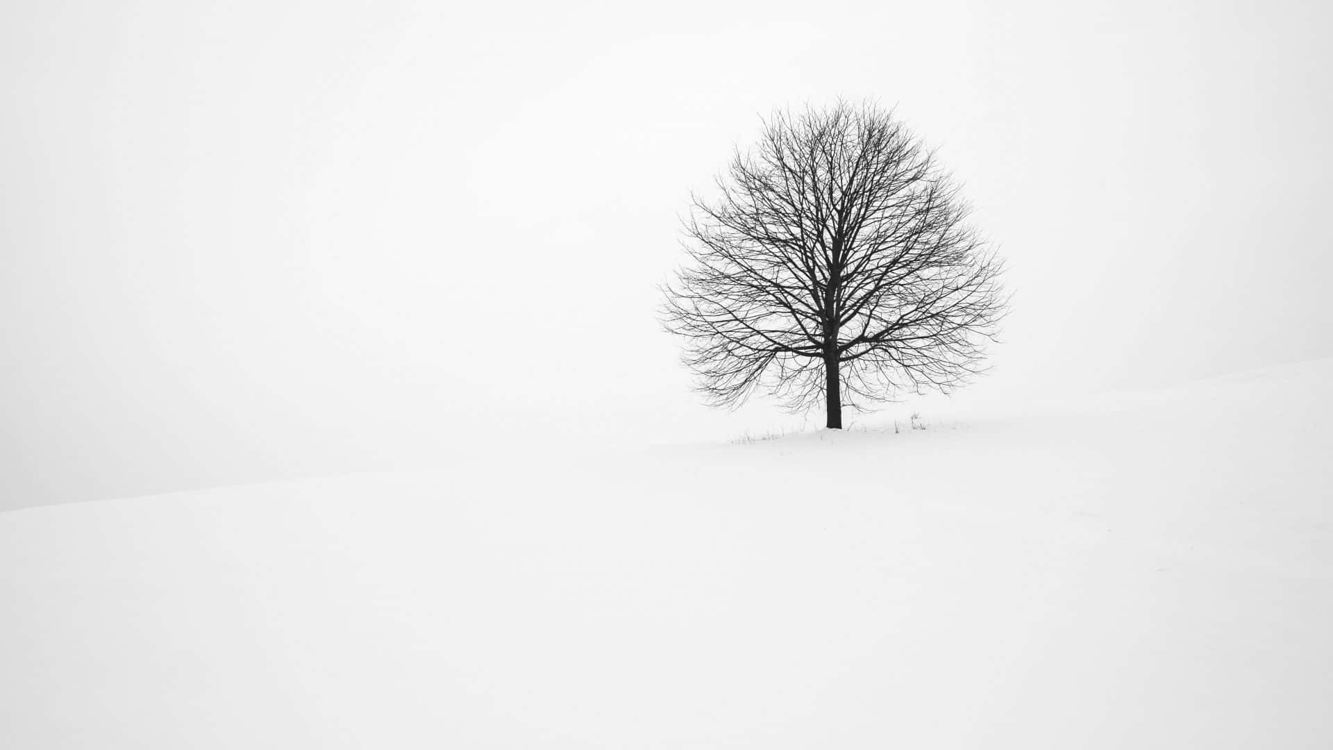 桌布 壁紙 — 一棵孤獨的禿樹在陰沉的冬日天空下，與白雪覆蓋的山丘形成鮮明對比。