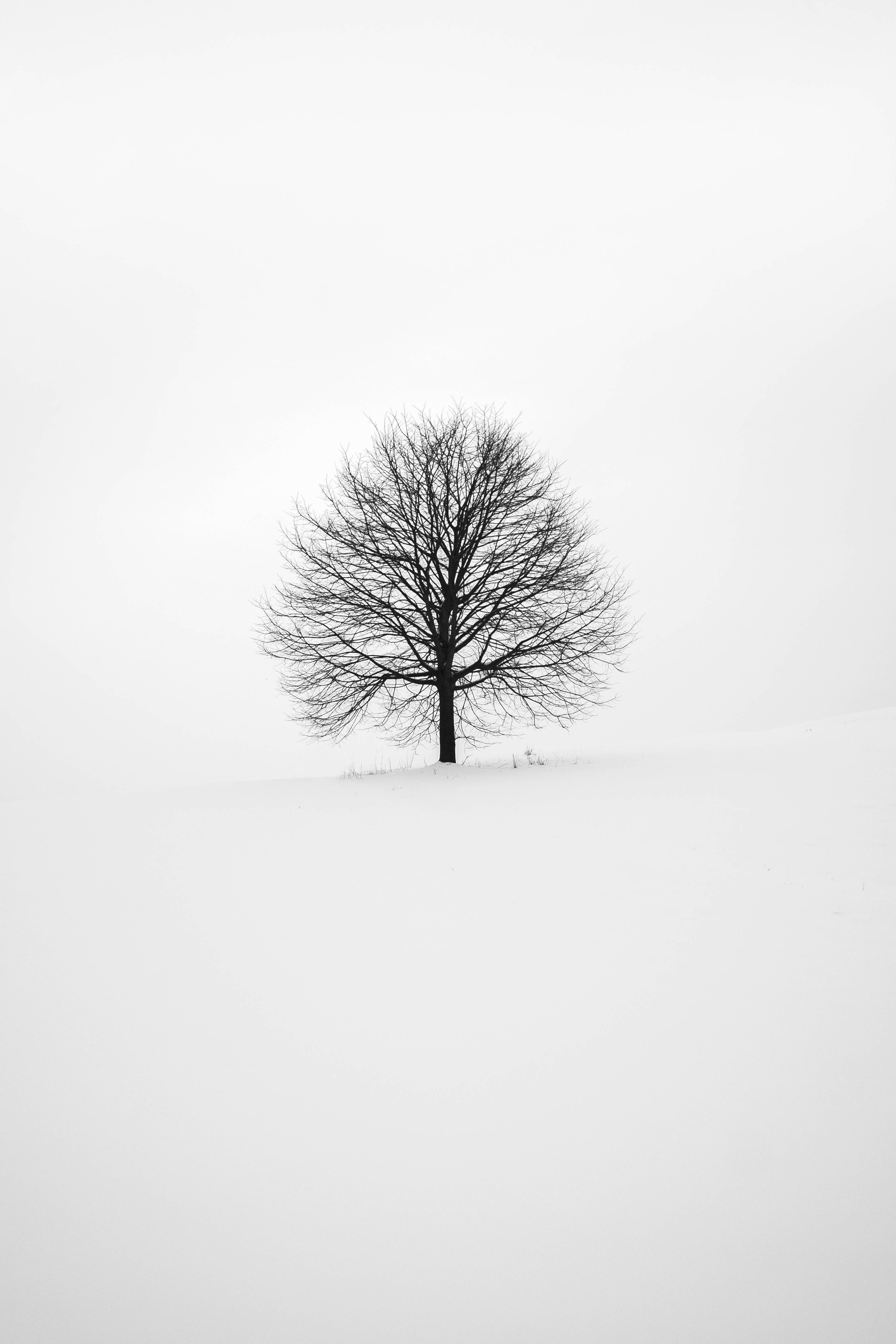 動漫 桌布 壁紙 — 一棵孤獨的禿樹在陰沉的冬日天空下，與雪地形成鮮明對比。