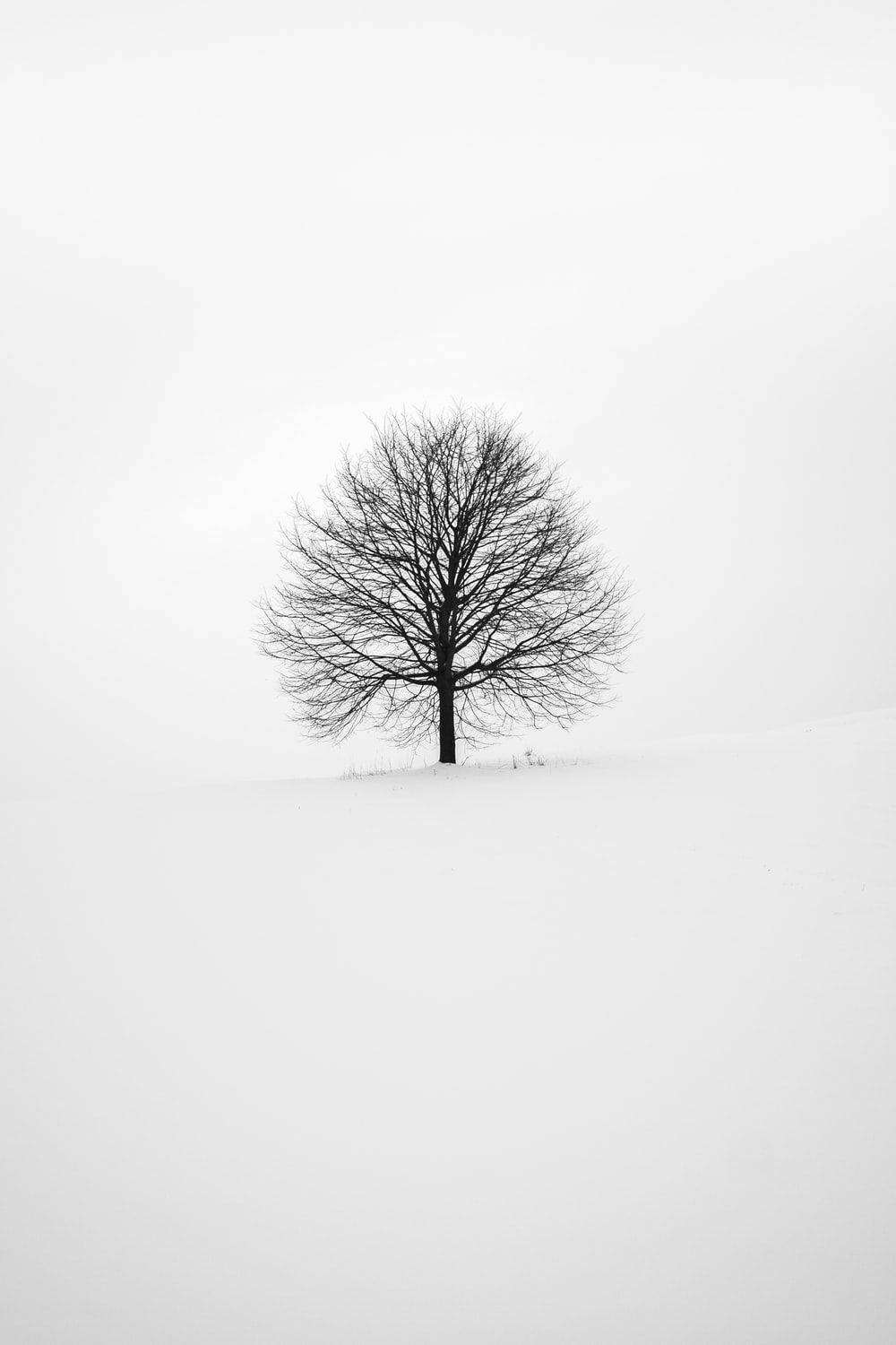 Tree 桌布 壁紙 — 一棵孤獨的禿樹在陰沉的冬日天空下，在一片雪地上顯得格外突出。