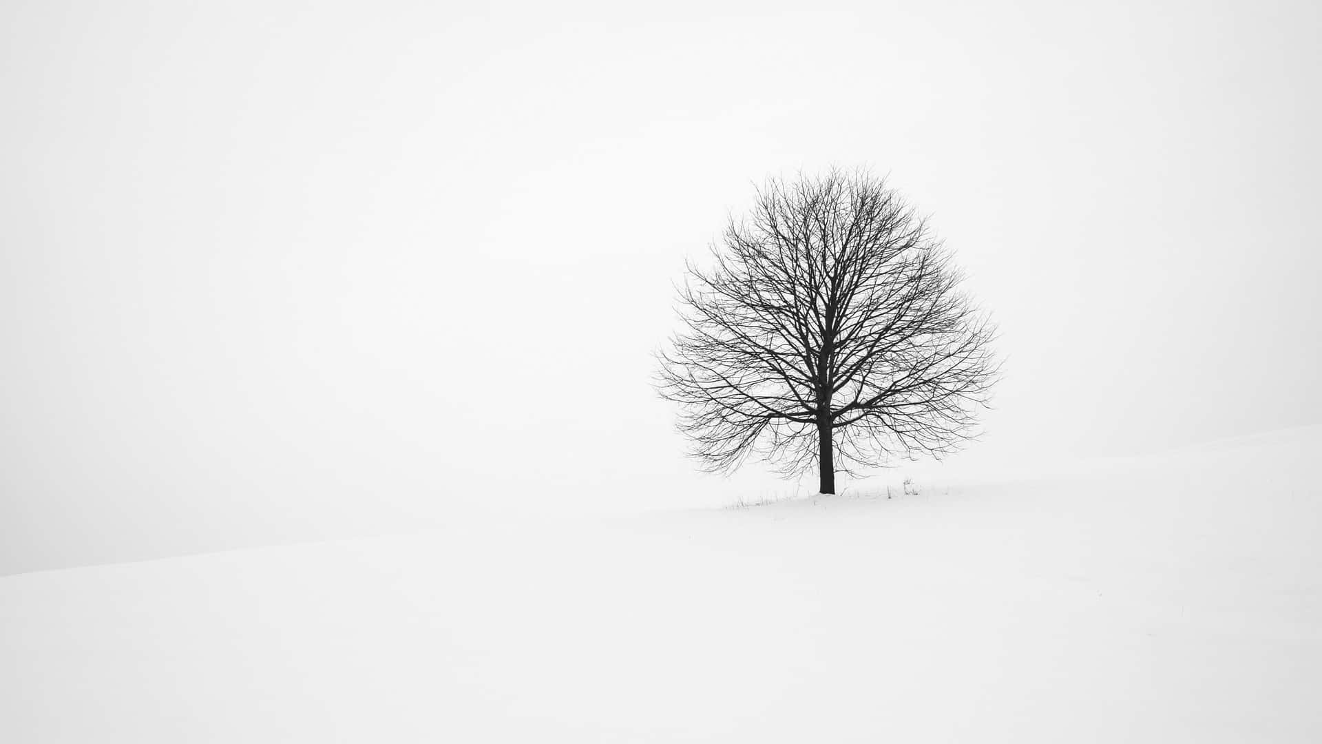 桌布 壁紙 — 一棵孤獨的禿樹在陰沉的冬日天空下，與白雪覆蓋的山丘形成鮮明對比。