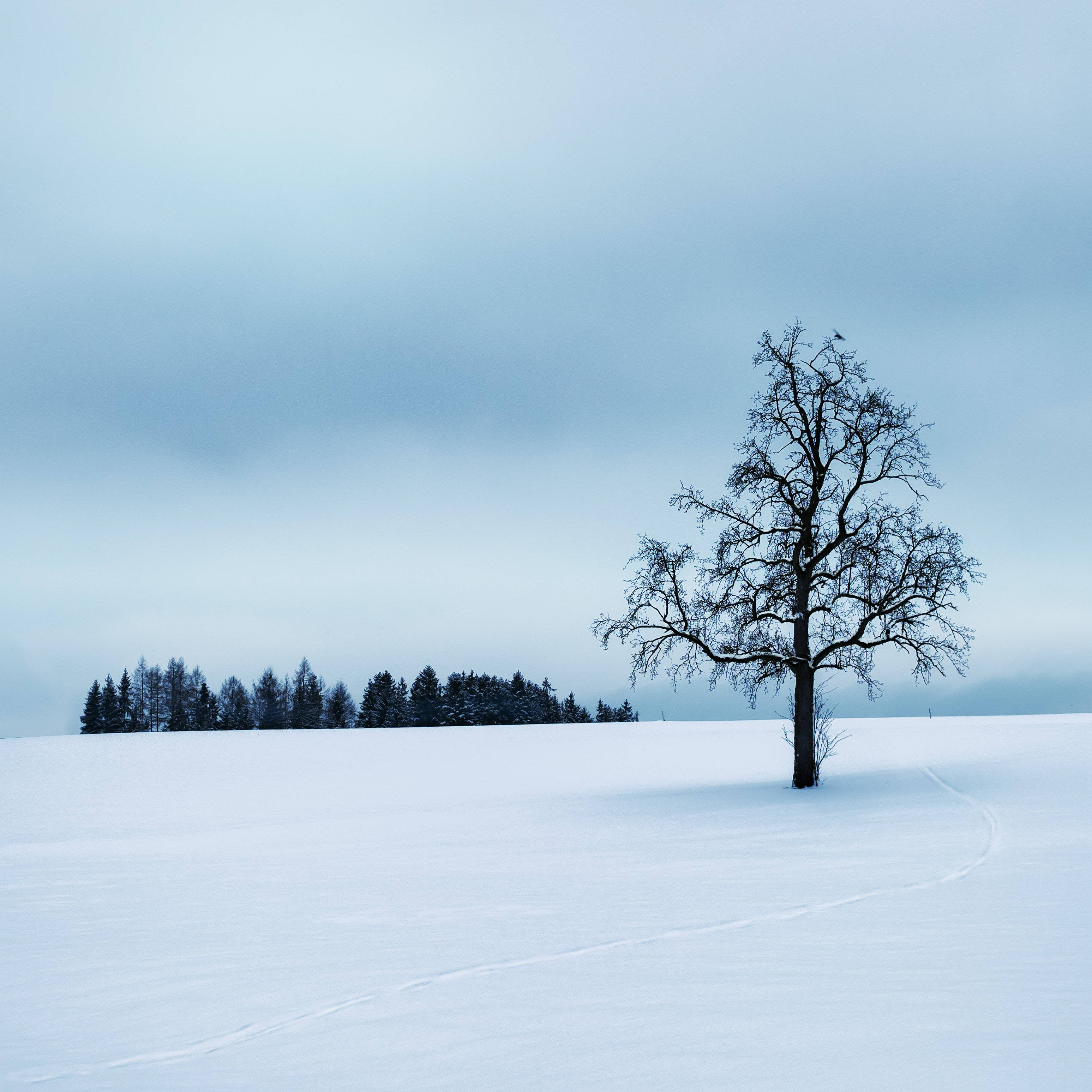 冬天 桌布 壁紙 — 一棵孤獨的禿樹矗立在廣闊的雪地上，天空是柔和的灰色，一條蜿蜒的小路通向遠處的常青樹。