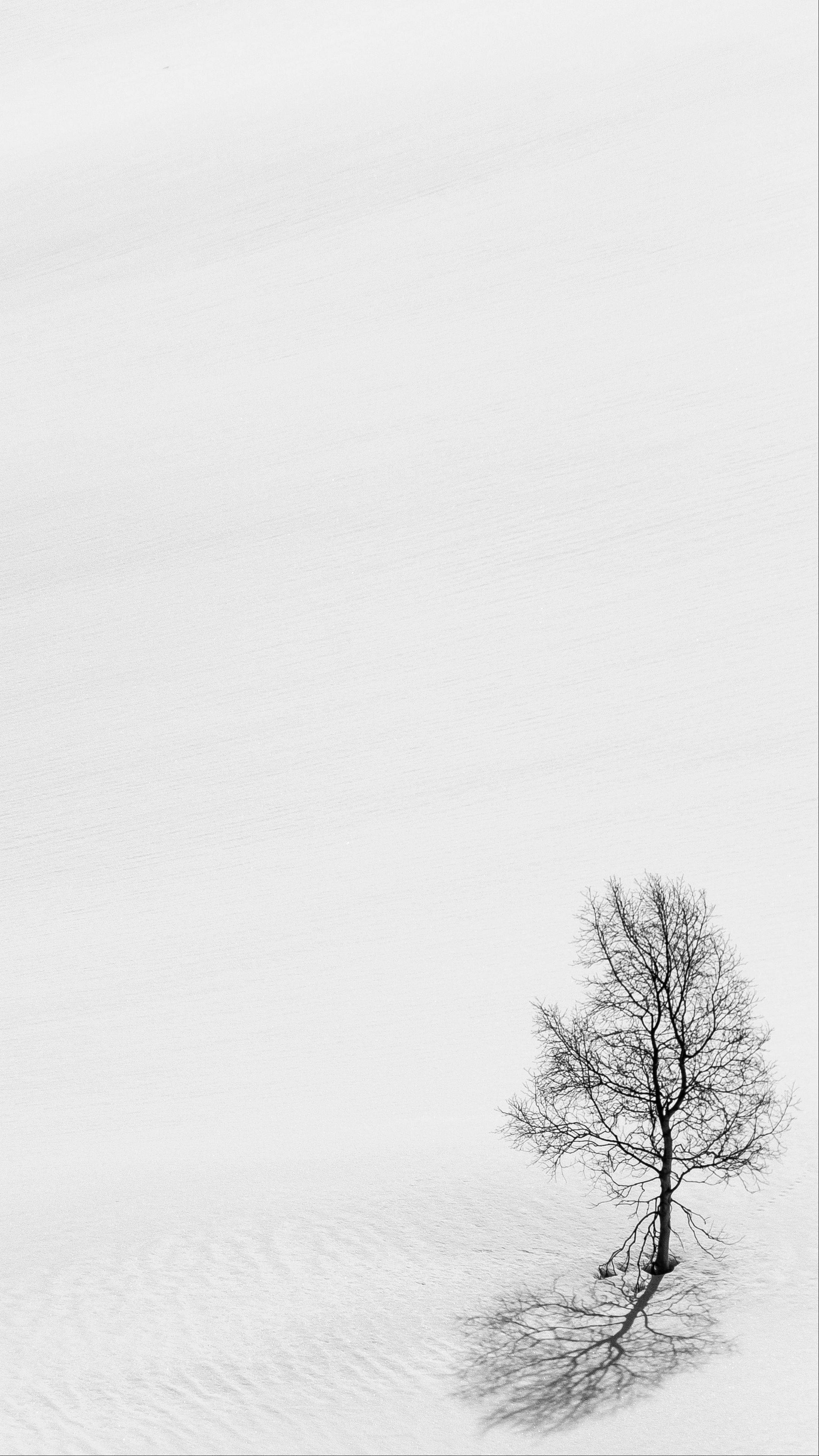 雪 桌布 壁紙 — 一棵孤獨的禿樹矗立在廣闊的雪地上，在蒼白的天空下投下長長的影子。