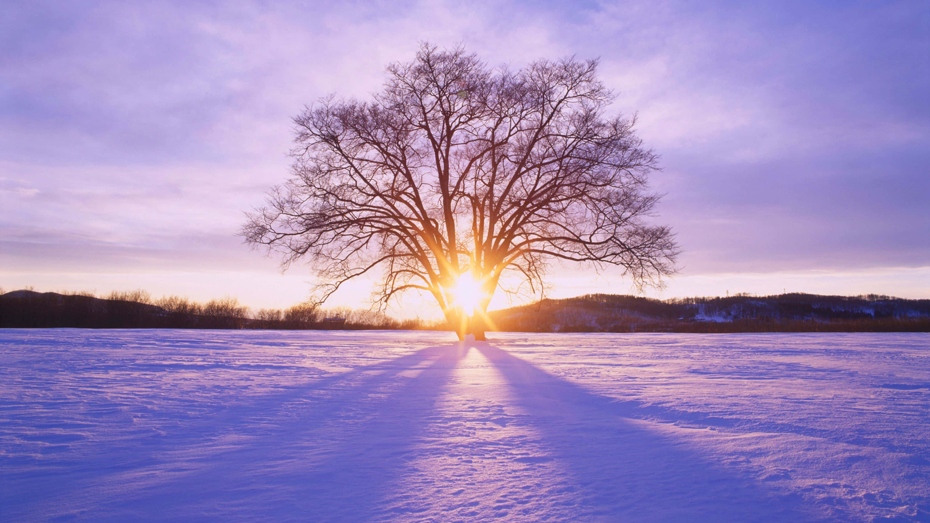 Winter Sunset 桌布 壁紙 — 一棵孤獨的禿樹矗立在雪地上，太陽從其後升起，將長長的金色光芒投射在霜凍的風景上。