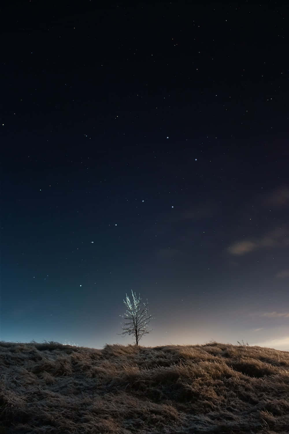 夜晚 桌布 壁紙 — 一棵孤獨的禿樹矗立在霜凍的山丘上，下方是廣闊的星空夜空，帶有微弱的極光輝光。