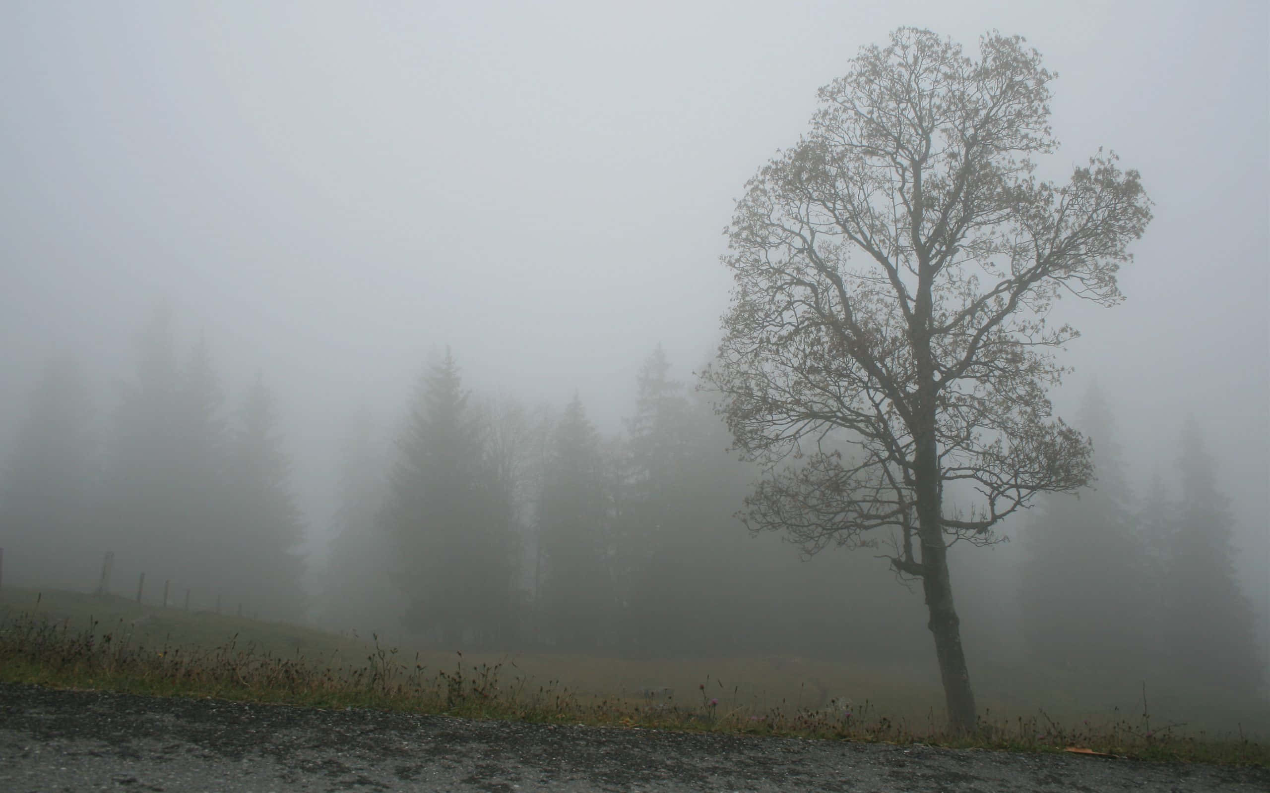 Fog 桌布 壁紙 — 一棵孤獨的禿樹矗立在霧氣中，常青樹逐漸消失在灰色背景中。