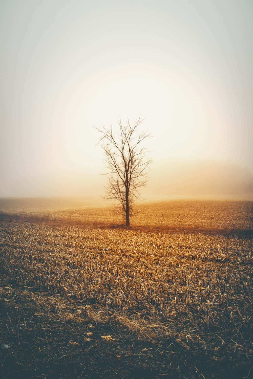 Tree 桌布 壁紙 — 一棵孤獨的禿樹矗立在霧氣瀰漫的金色田野中，日出時分，長長的影子投射在收割過的土地上。