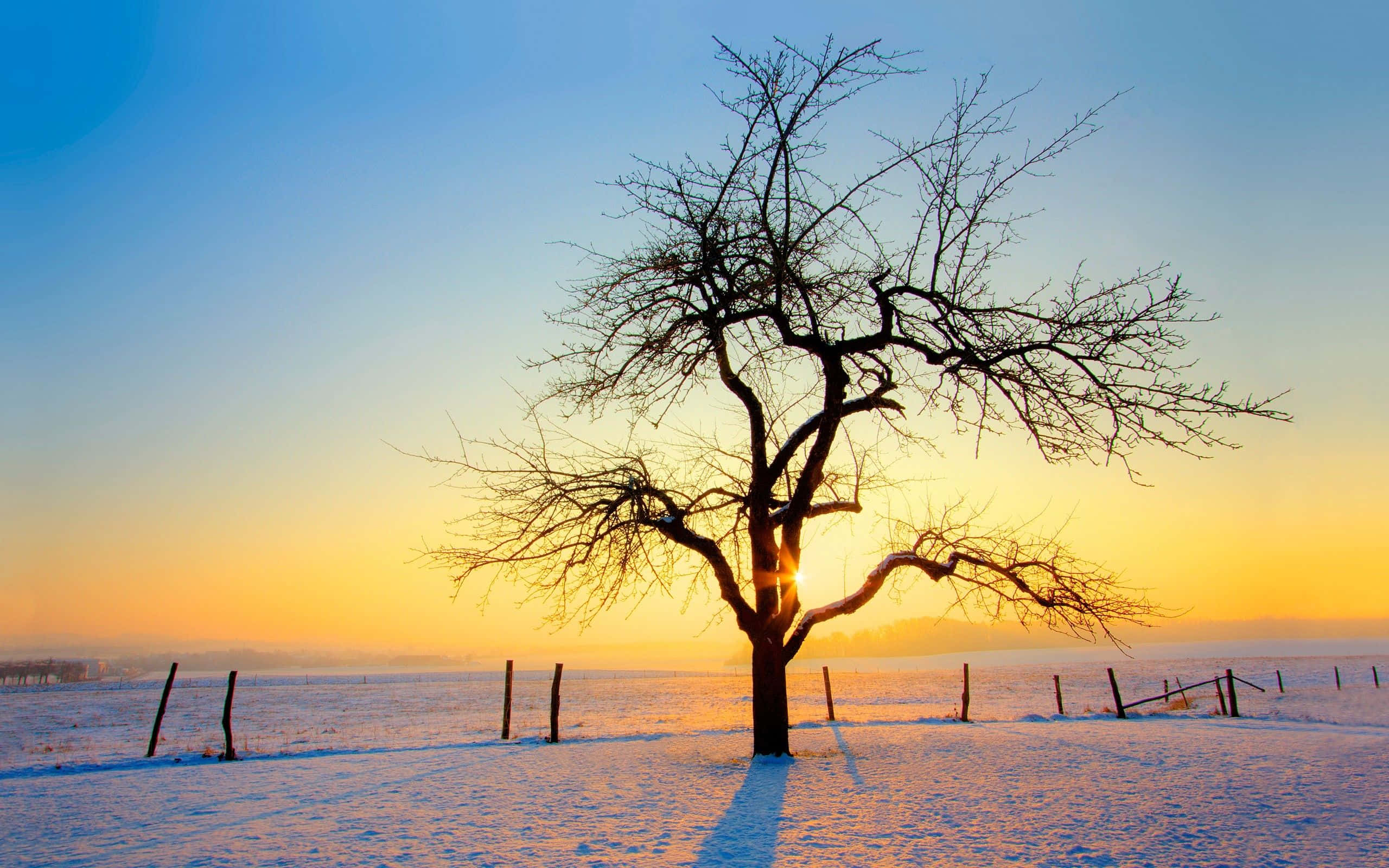 太陽 桌布 壁紙 — 一棵孤獨的禿樹立在雪地上，日出時金色光芒穿過樹枝映襯著藍天。