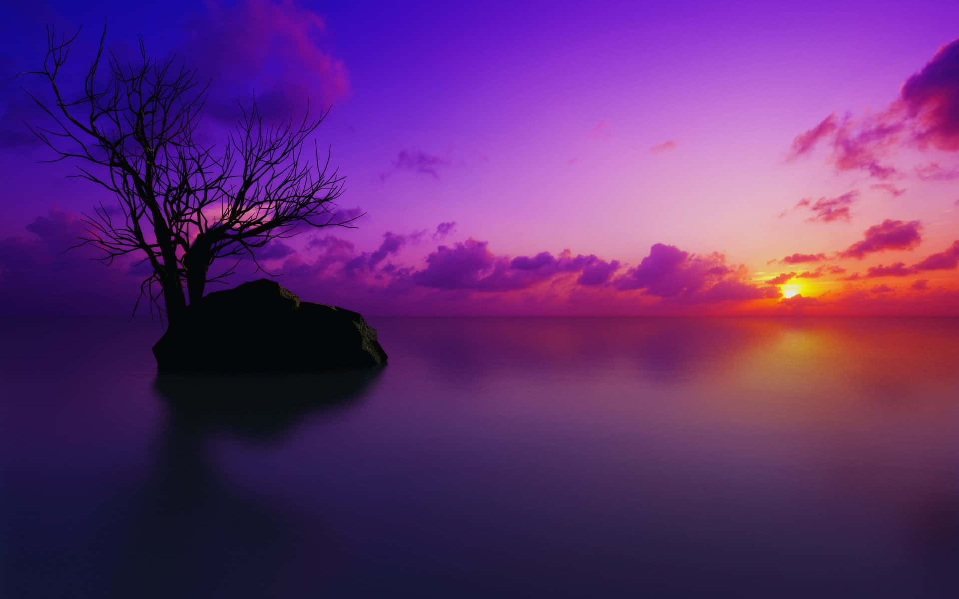 Sunset Reflection 桌布 壁紙 — 一棵孤獨的禿樹立於平靜水面的岩石上，鮮豔的紫色和橙色夕陽塗滿天空。