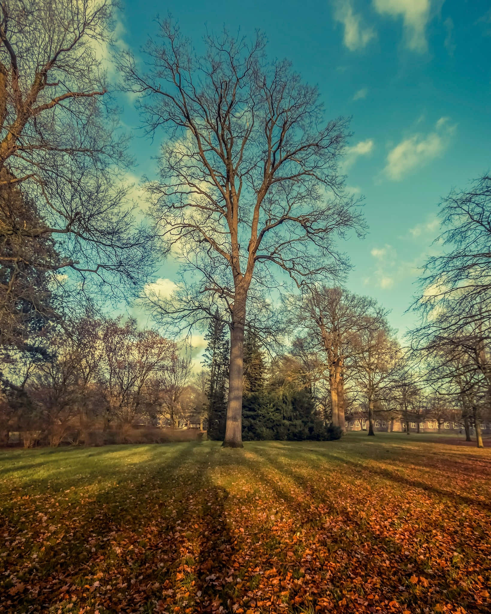 trees 桌布 壁紙 — 一棵孤獨的禿樹高高聳立在公園中，公園鋪滿了金色的秋葉，上方是帶有散雲的鮮豔藍天。