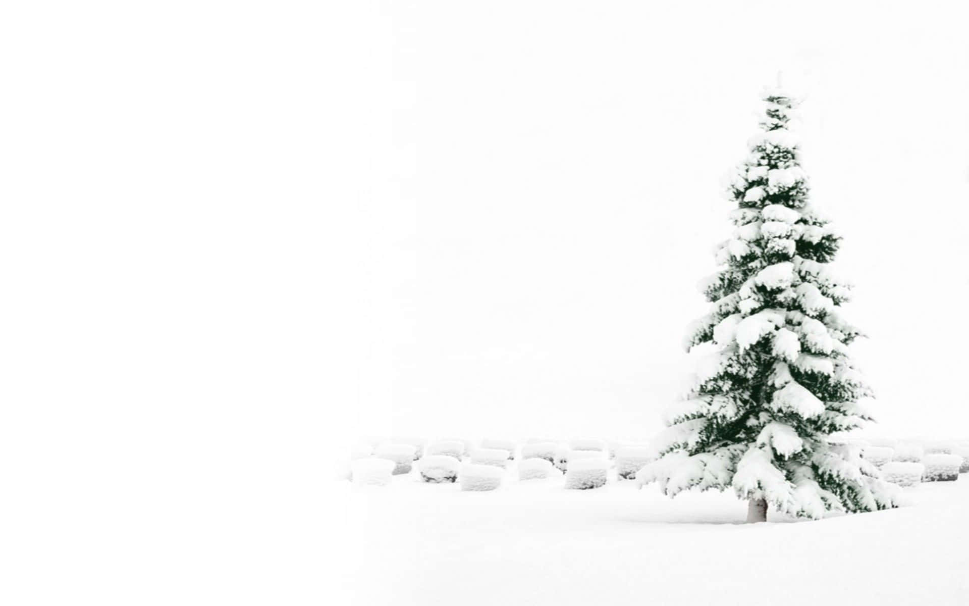 聖誕樹動畫 桌布 壁紙 — 一棵孤獨的積雪常綠樹矗立在廣闊的白色冬季景觀中，天空陰沉。