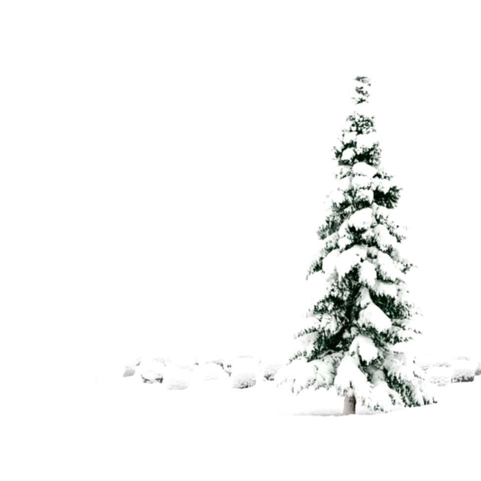 聖誕樹動畫 桌布 壁紙 — 一棵孤獨的積雪常青樹在明亮的白色冬季景觀中與被雪覆蓋的岩石形成鮮明對比。