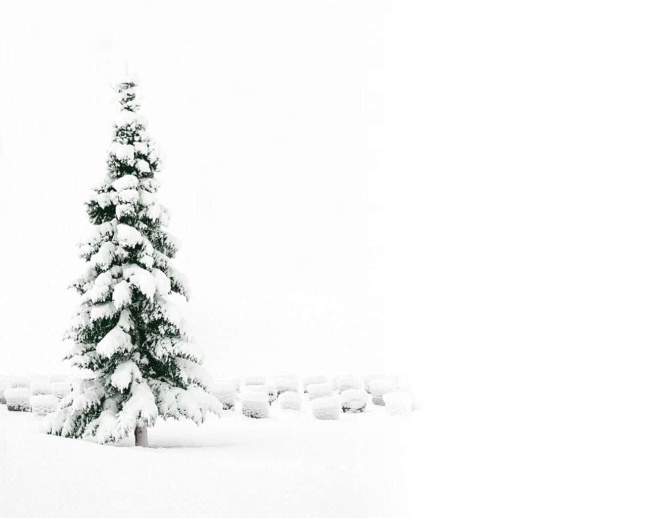聖誕樹動畫 桌布 壁紙 — 一棵孤獨的積雪常青樹在柔和日光下，在一片廣闊的白色冬日景觀中顯得格外突出。