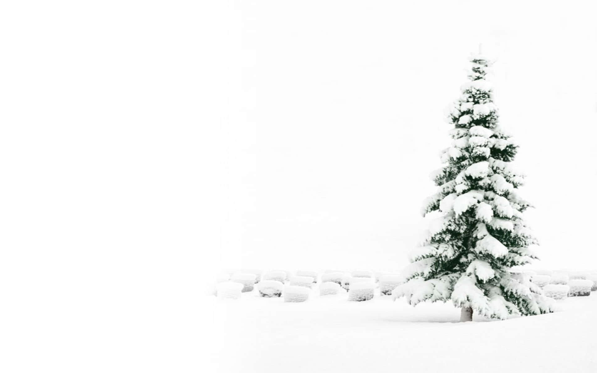 桌布 壁紙 — 一棵孤獨的積雪常青樹矗立在廣闊的白色冬季田野中，天空陰沉。