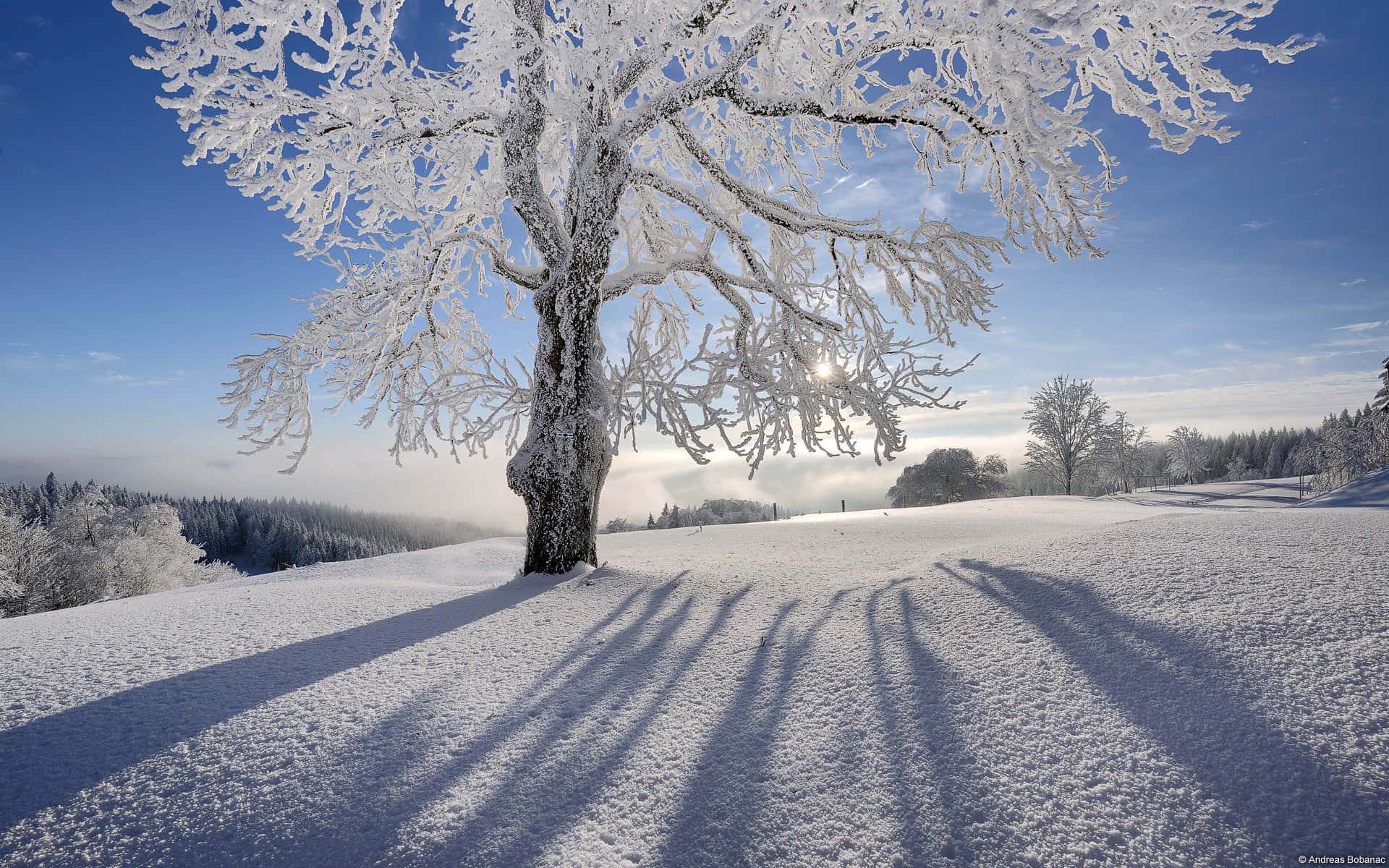 Winter Christmas Desktop 桌布 壁紙 — 一棵孤獨的積雪樹在清澈的藍天下，在純淨的雪丘上投下長長的影子。
