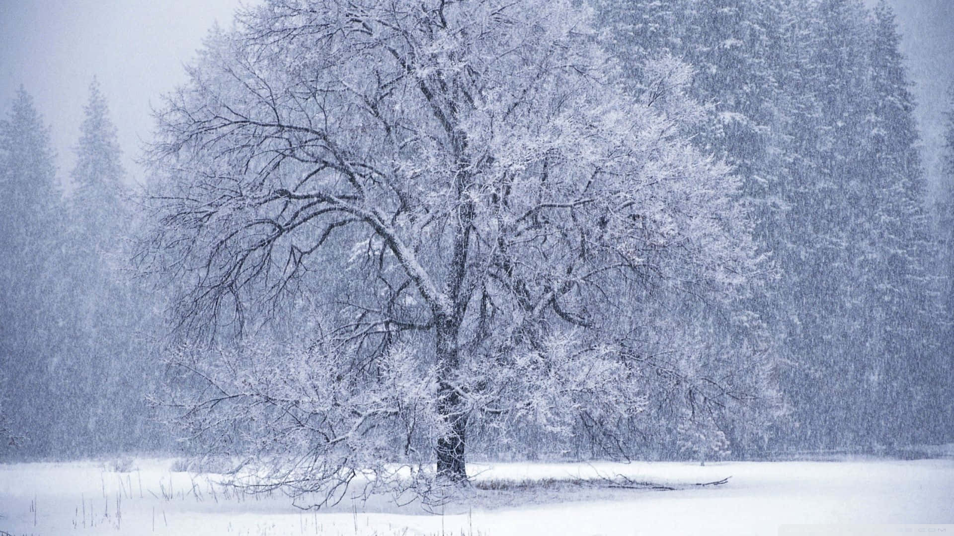 Snowing 桌布 壁紙 — 一棵孤獨的積雪樹木在白雪皚皚的森林中傲然挺立，冬季暴風雪中大雪紛飛。