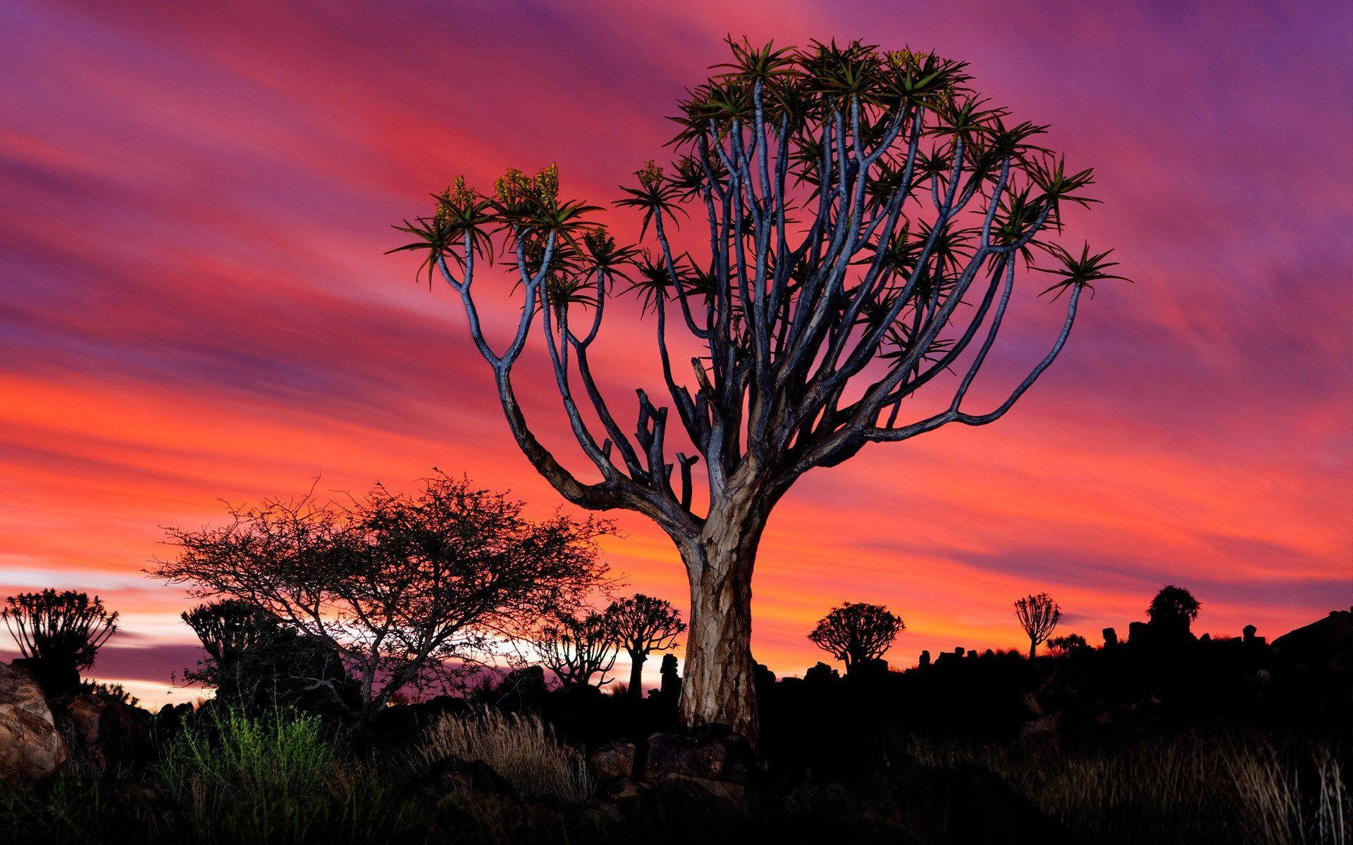 Namibia 桌布 壁紙 — 一棵孤獨的箭袋樹在火紅的夕陽天空下形成剪影，天空佈滿洋紅色和橙色的雲彩。