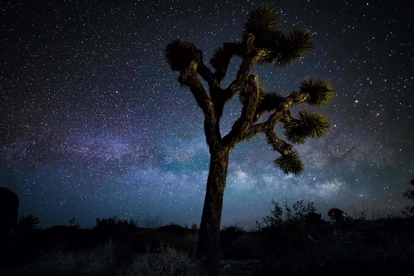 夜空 桌布 壁紙 — 一棵孤獨的約書亞樹在令人嘆為觀止的星空夜空下形成剪影，銀河在頭頂閃耀。