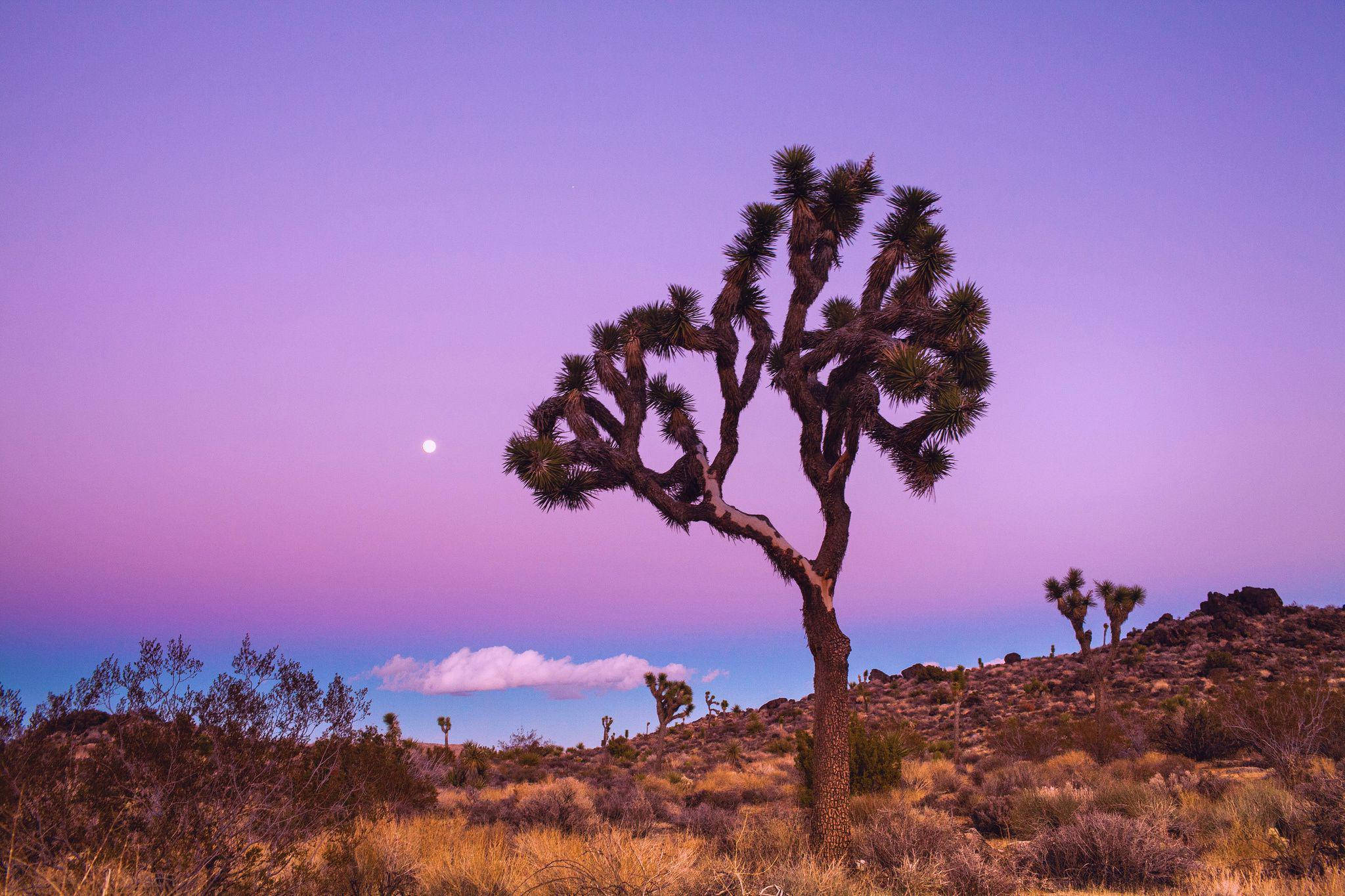 Joshua Tree National Park 桌布 壁紙 — 一棵孤獨的約書亞樹在充滿活力的紫色和粉紅色暮色天空襯托下形成剪影，伴隨著一輪明亮的月亮。