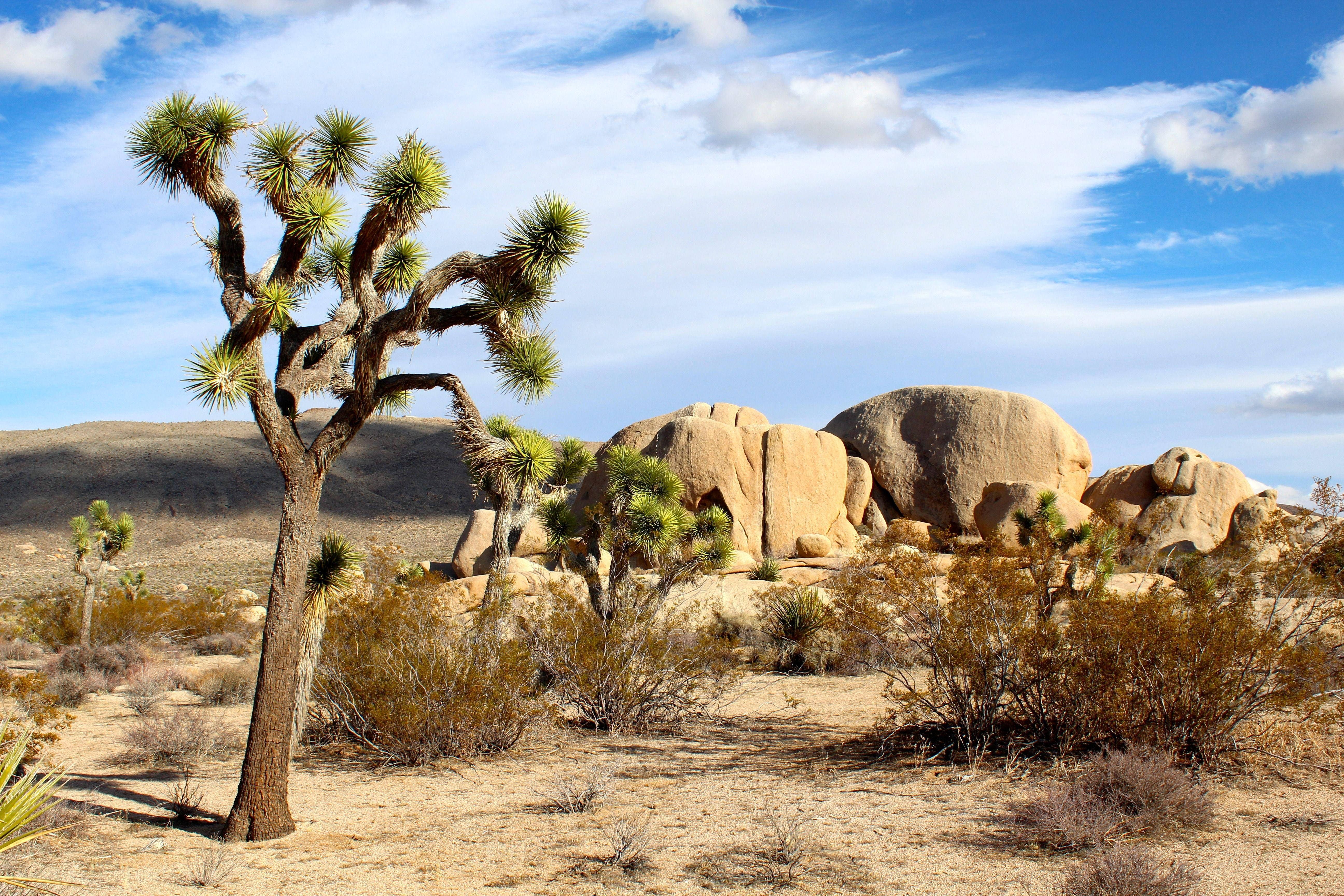 Joshua Tree National Park 桌布 壁紙 — 一棵孤獨的約書亞樹在崎嶇的沙漠景觀中高聳入雲，點綴著巨石和乾燥灌木，背景是明亮的藍天和零星雲朵。