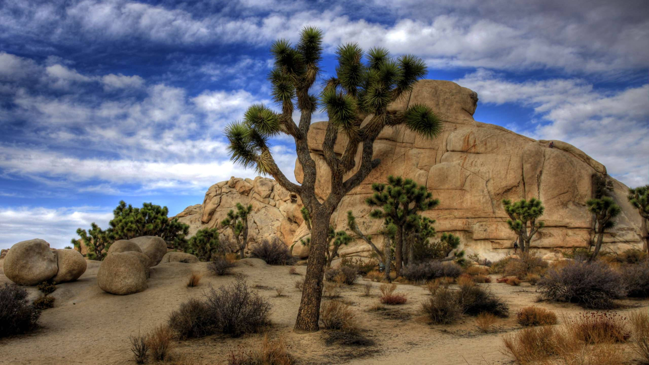 Joshua Tree National Park 桌布 壁紙 — 一棵孤獨的約書亞樹在崎嶇的沙漠景觀中，襯著戲劇性的藍天和蓬鬆的白雲高高聳立。