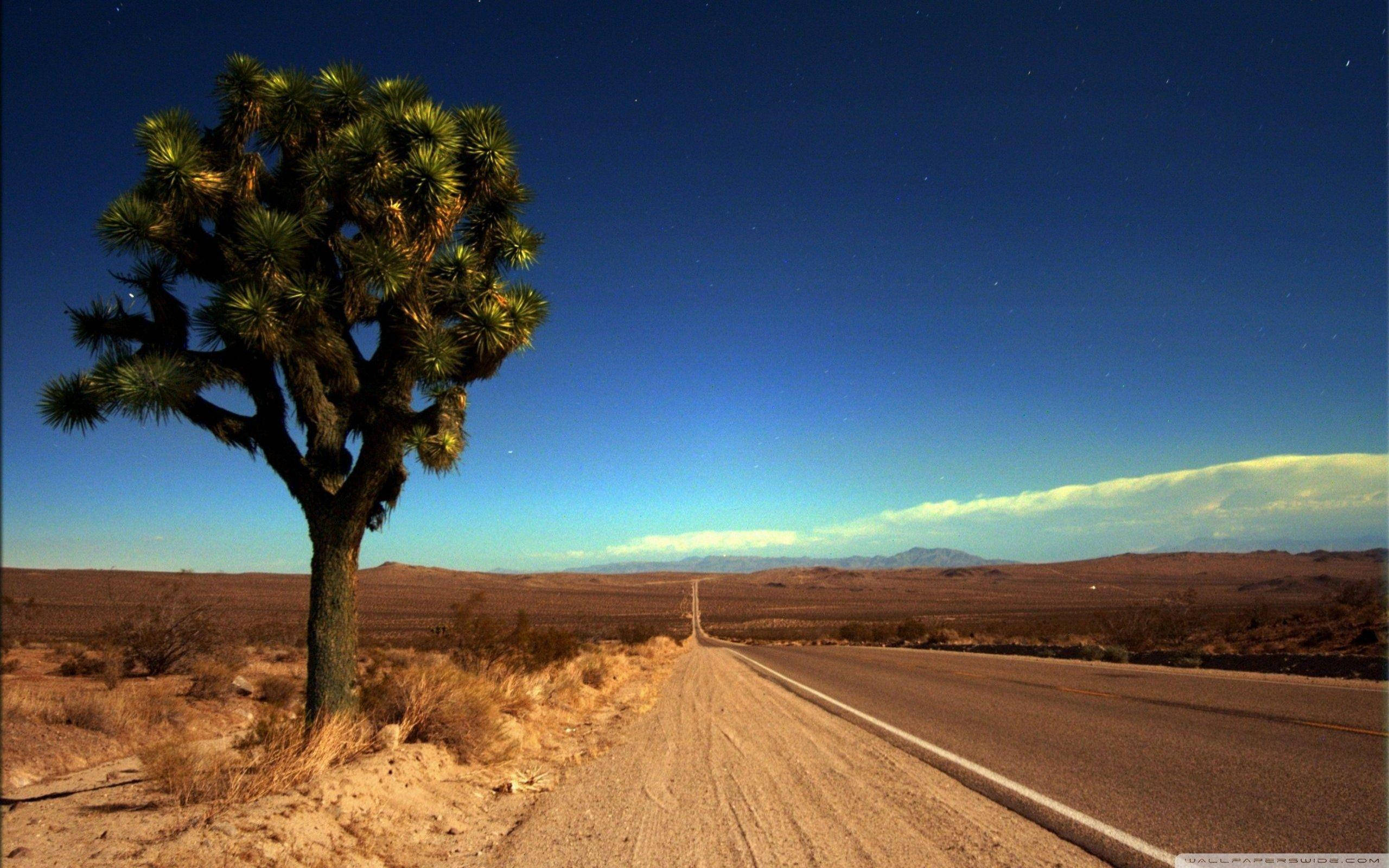 Joshua Tree National Park 桌布 壁紙 — 一棵孤獨的約書亞樹矗立在沙漠公路旁，背景是星空暮色和遠山。