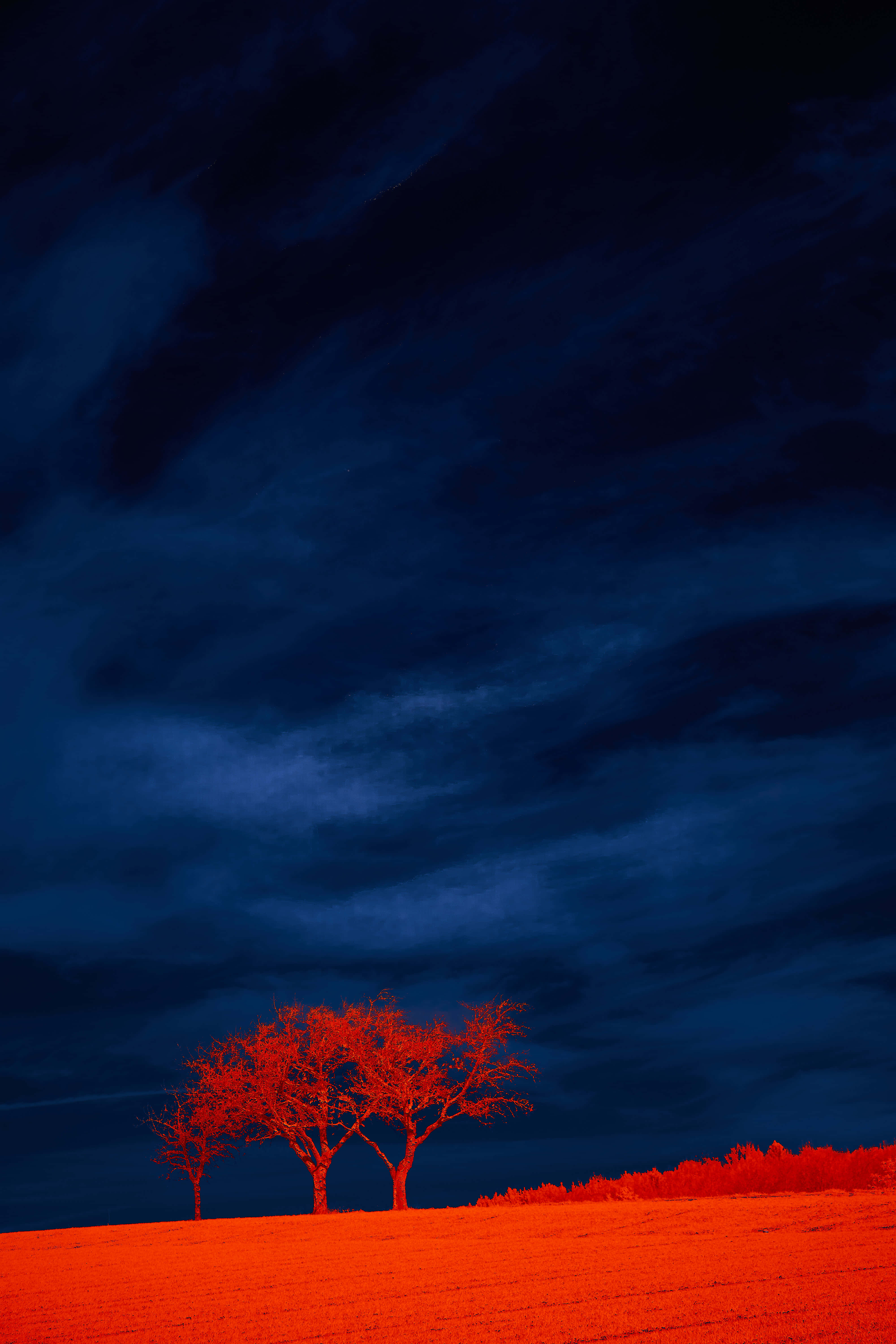 hill view 桌布 壁紙 — 一棵孤獨的紅樹聳立在火紅的橙色田野上，下方是戲劇性的深藍色多雲天空。