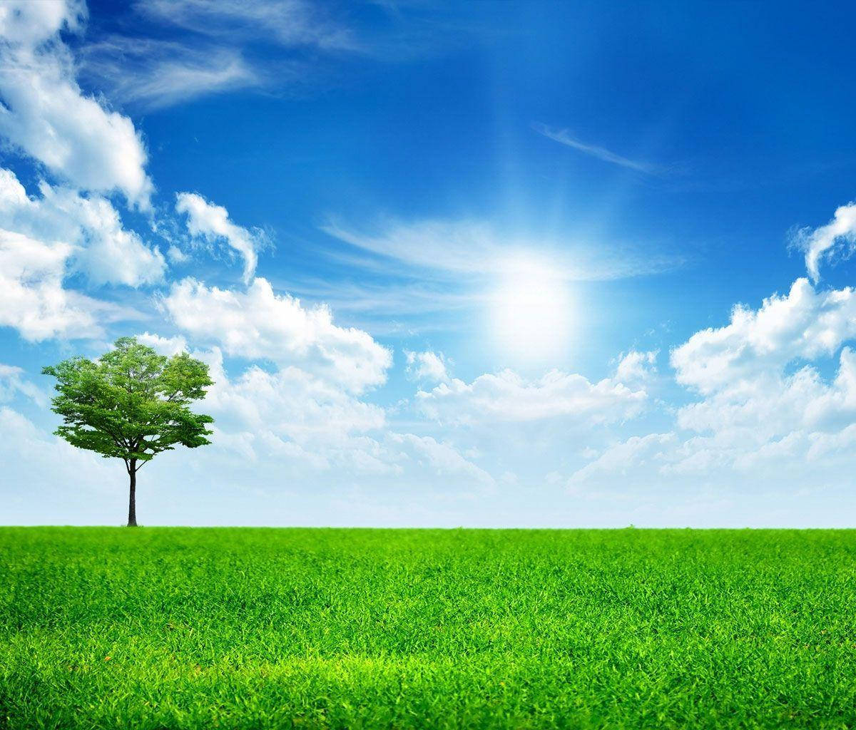 Sunny Day 桌布 壁紙 — 一棵孤獨的綠樹矗立在廣闊的翠綠田野上，上方是明亮的藍天，點綴著蓬鬆的白雲和燦爛的太陽。