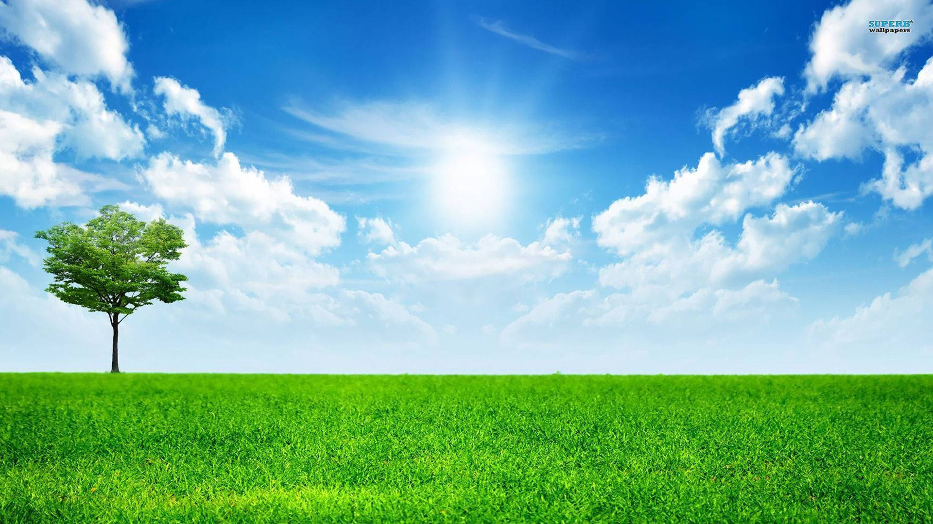 天空 桌布 壁紙 — 一棵孤獨的綠樹矗立在廣闊的翠綠田野上，頭頂是明亮的藍天，有蓬鬆的白雲和燦爛的太陽。