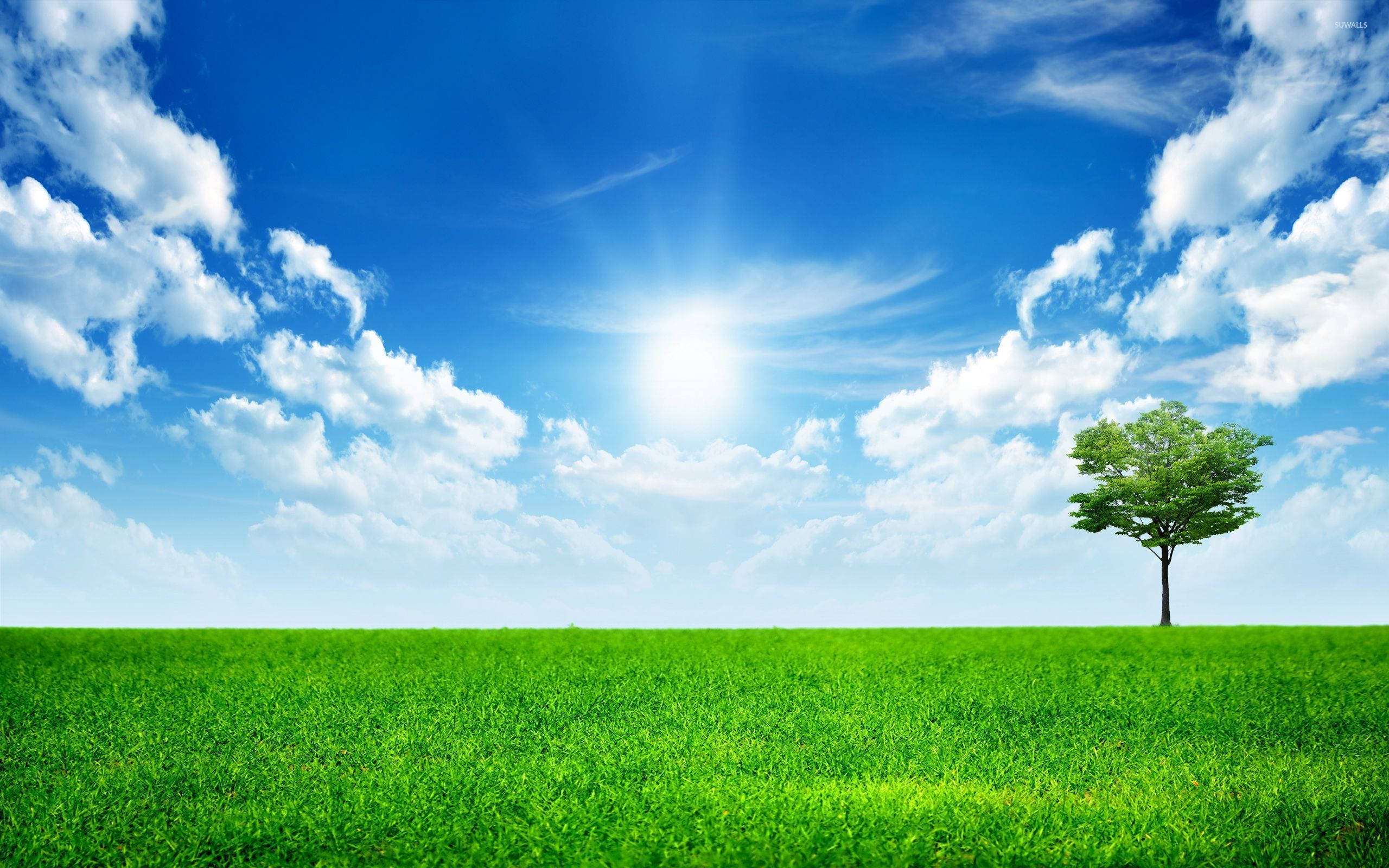 Grass 桌布 壁紙 — 一棵孤獨的綠樹矗立在廣闊的翡翠色田野上，上方是明亮的藍天，有蓬鬆的白雲和燦爛的太陽。
