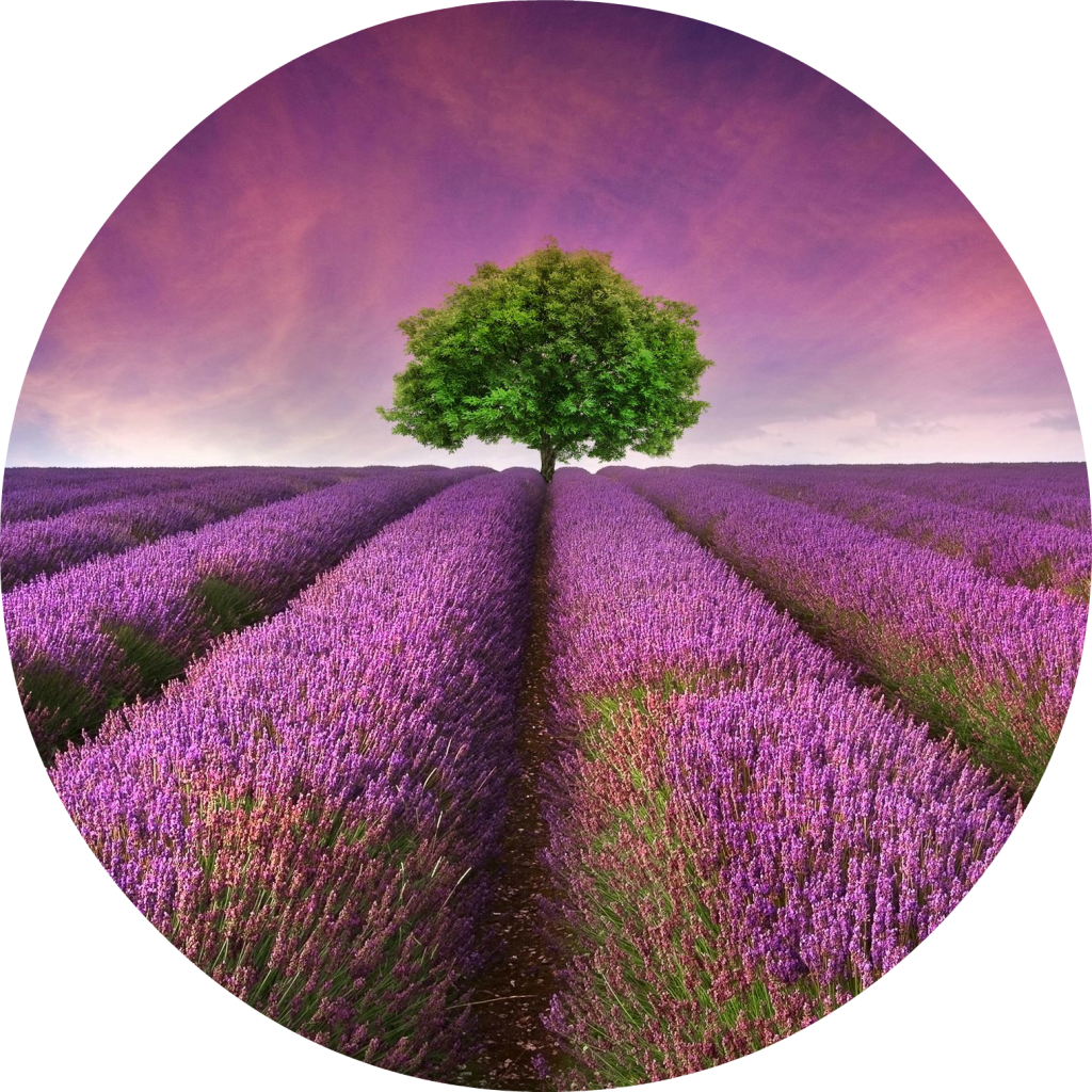 Purple Flowers 桌布 壁紙 — 一棵孤獨的綠樹矗立在無盡的紫色薰衣草行中央，天空夢幻般粉紅和紫色。
