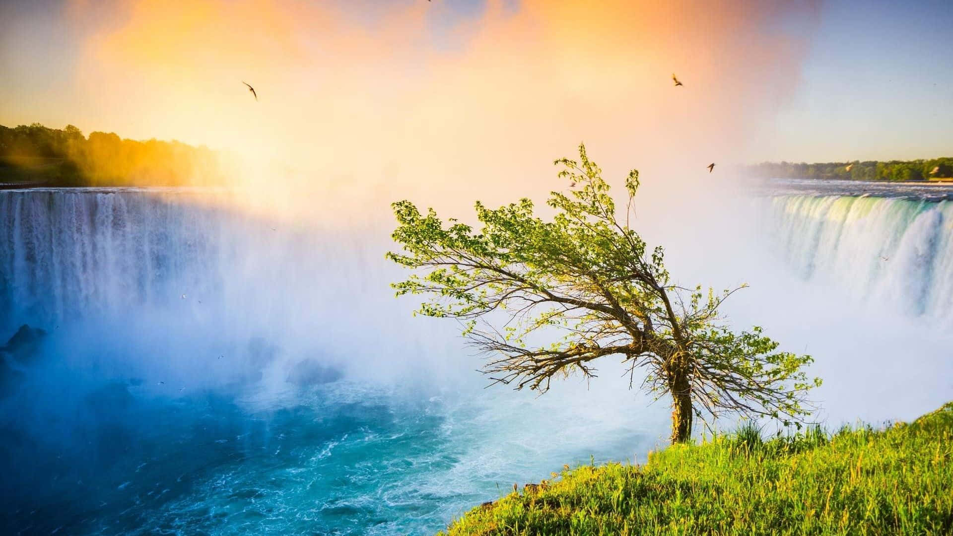 720p Niagara Falls 桌布 壁紙 — 一棵孤獨的綠樹矗立在長滿青草的懸崖上，俯瞰著在金色日落光芒中閃耀的巨大瀑布。