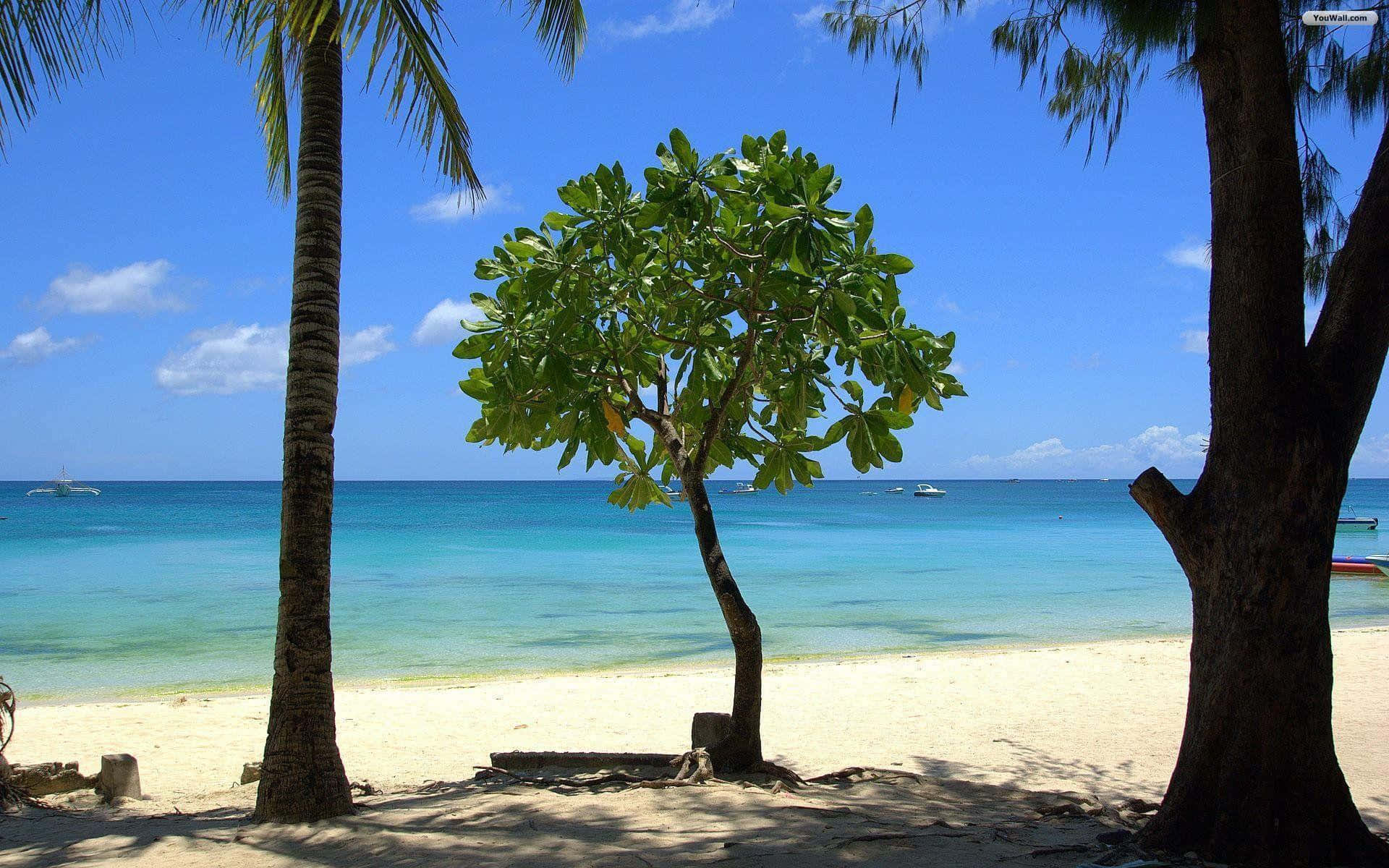 Beach Desktop 桌布 壁紙 — 一棵孤獨的綠色樹木矗立在陽光普照的白色沙灘上，周圍環繞著棕櫚樹，背景是碧綠的海洋和藍天。