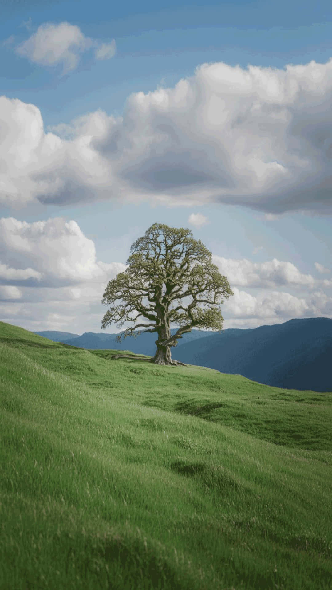 Solitary Tree on Green Hill Peaceful Scenic Wallpaper, 壁紙 — 一棵孤獨的茂密樹木矗立在長滿青草的山丘上，頭頂是廣闊的天空，滿是蓬鬆的白雲和遠山。