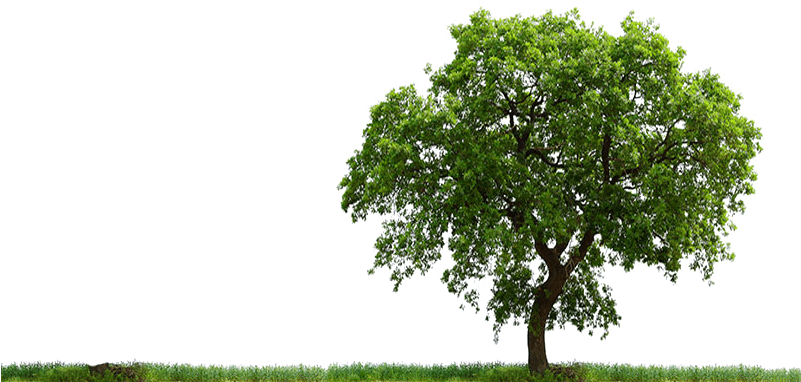 Daun 桌布 壁紙 — 一棵孤獨的茂盛綠樹高高矗立在草地上，背景是純黑色。