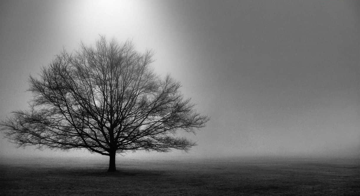 Black And White Tree 桌布 壁紙 — 一棵孤獨的裸樹在明亮的朦朧天空下，在霧中呈現剪影，單色調。