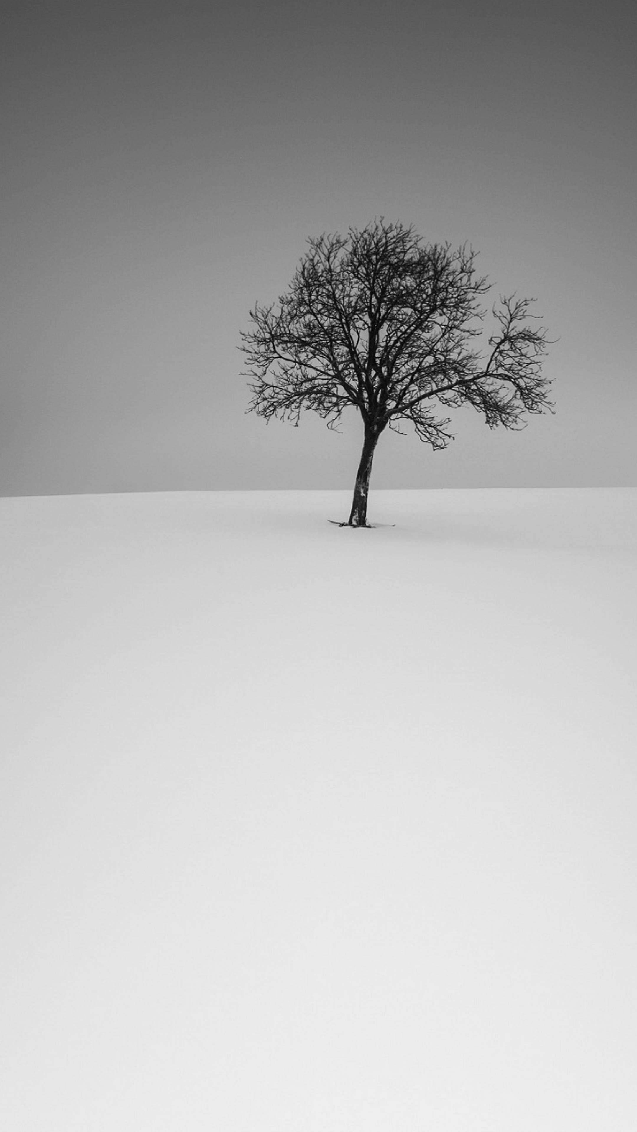 Minimalist Phone 桌布 壁紙 — 一棵孤獨的裸樹在灰色漸變天空下的雪原上顯得格外突出。