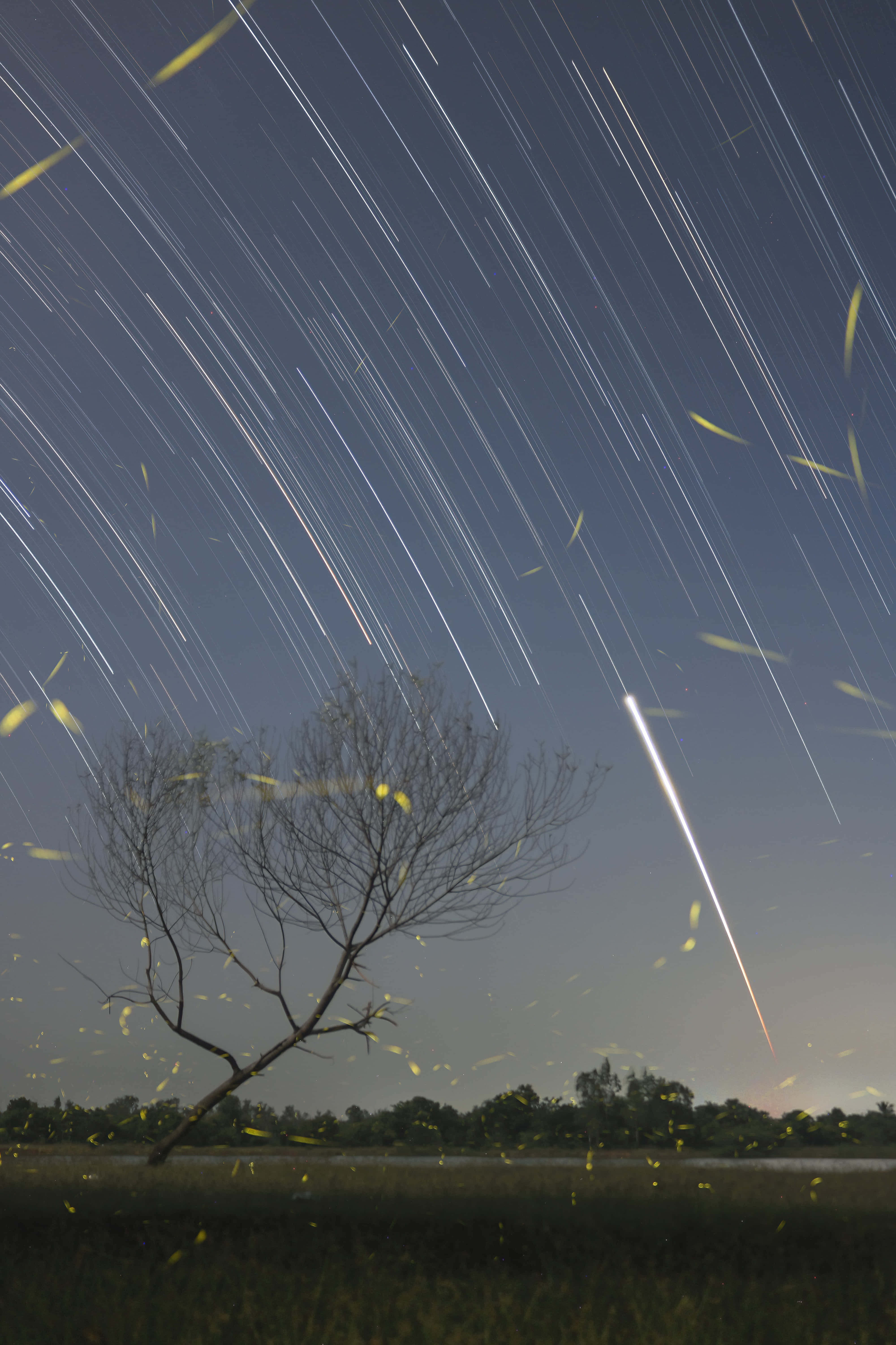 Firefly HD 桌布 壁紙 — 一棵孤獨的裸樹矗立在田野中，天空中有星軌、發光的螢火蟲和一顆明亮的流星劃過。