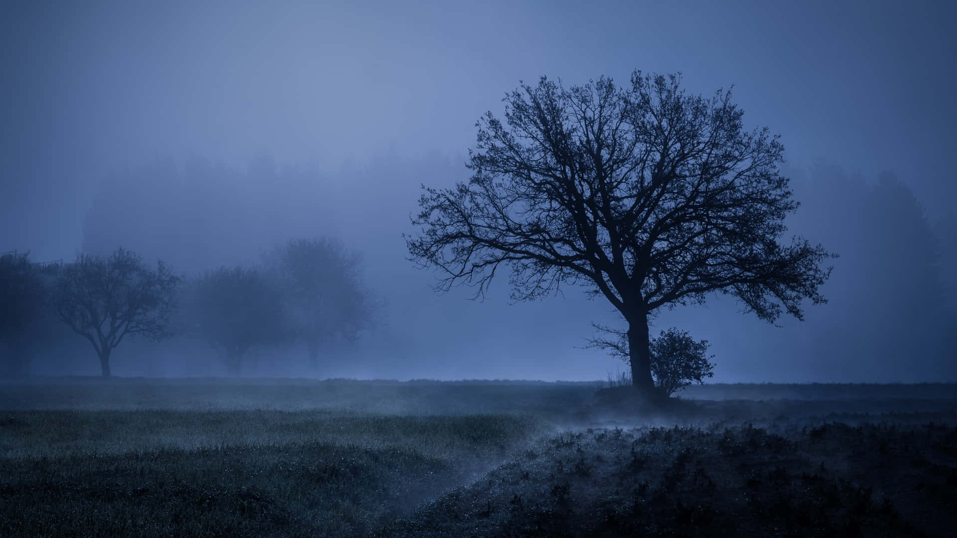 Fog 桌布 壁紙 — 一棵孤獨的裸樹矗立在霧氣瀰漫的田野上，深藍色的暮色天空下，遠處有模糊的森林輪廓。