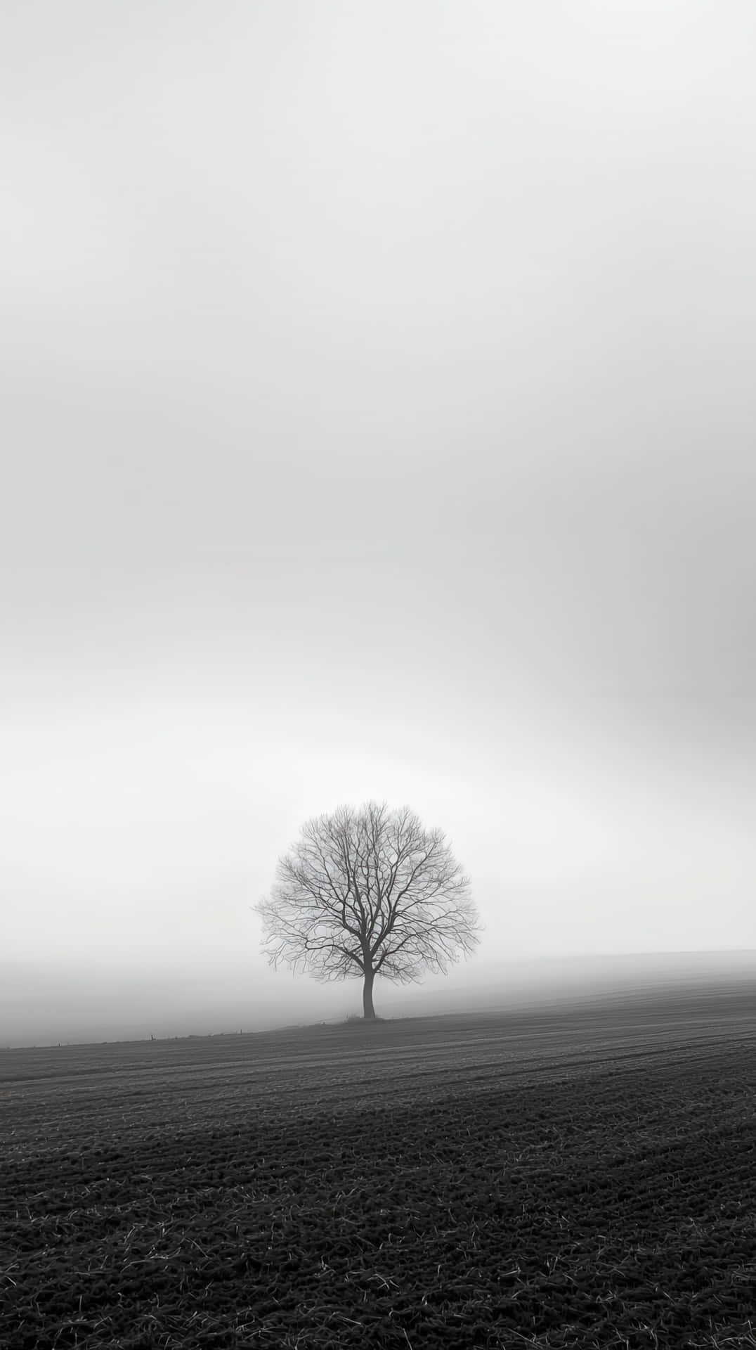 Solitary tree standing in a vast foggy landscape under a gray sky 壁紙 — 一棵孤獨的裸樹矗立在霧氣瀰漫的田野中，天空多雲，呈單色調。