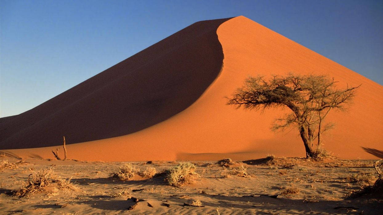 Namibia 桌布 壁紙 — 一棵孤獨的金合歡樹在晴朗的藍天下，堅韌地矗立在巨大的橙色沙丘底部。