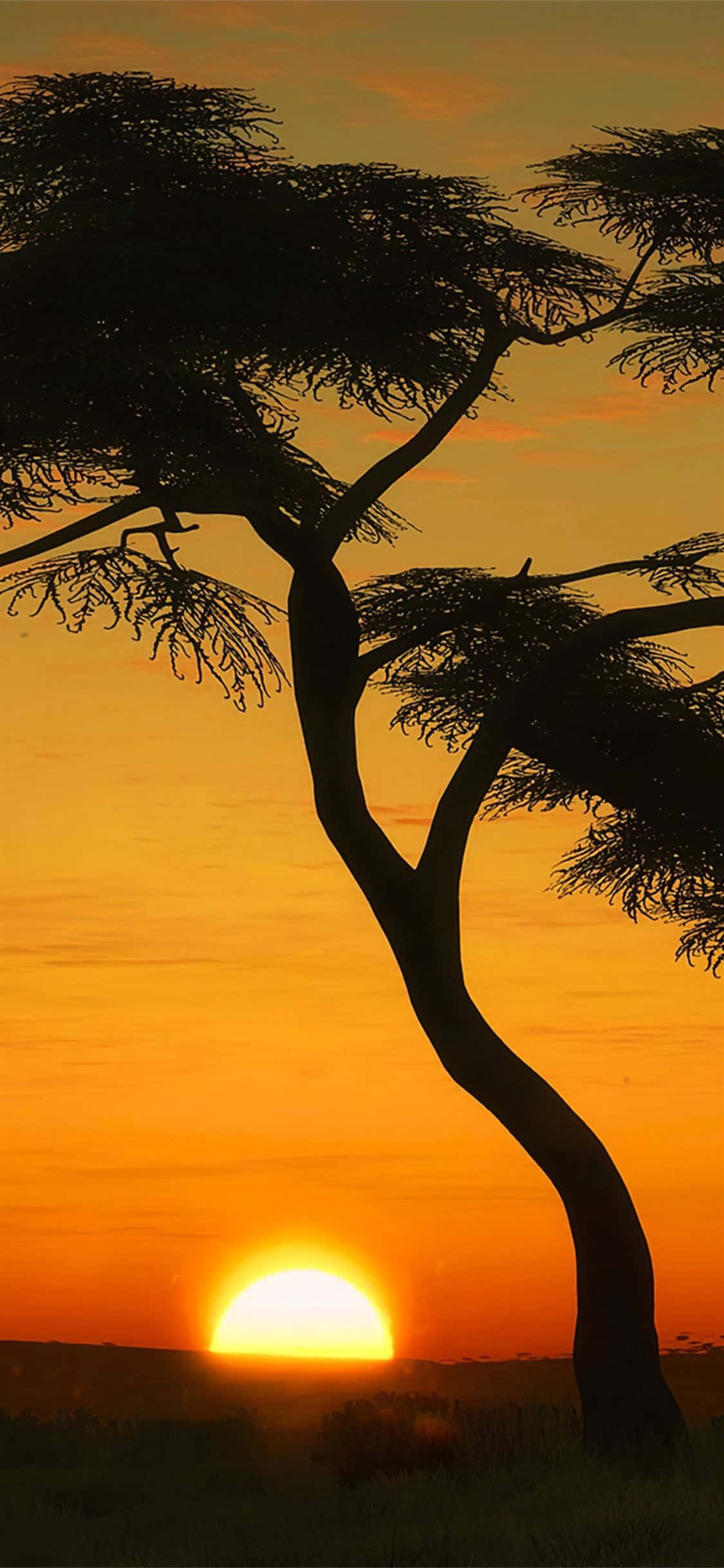 Silhouette 桌布 壁紙 — 一棵孤獨的金合歡樹在火紅的橙色夕陽下剪影，太陽低垂在地平線上。