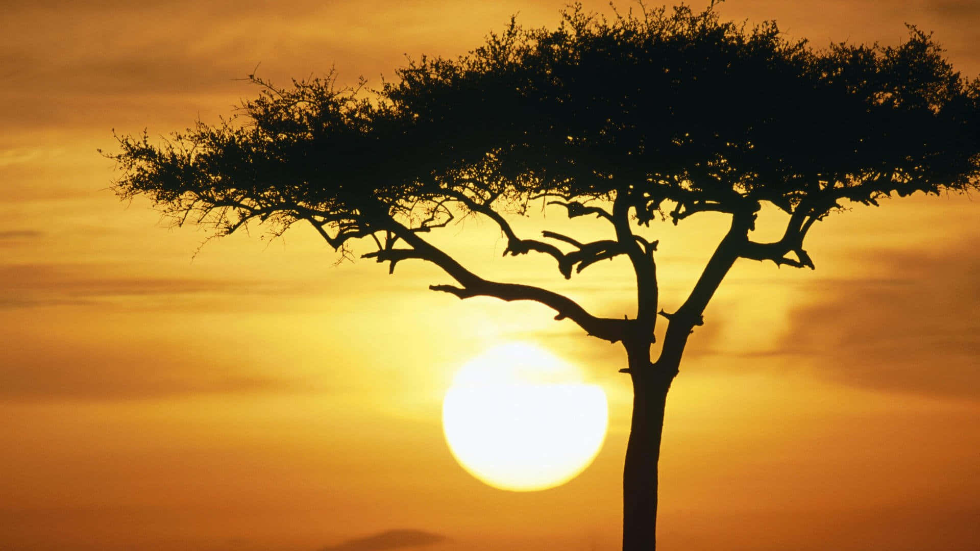 Kenya 桌布 壁紙 — 一棵孤獨的金合歡樹在發光的橙色日落中形成剪影，太陽低掛在地平線上。