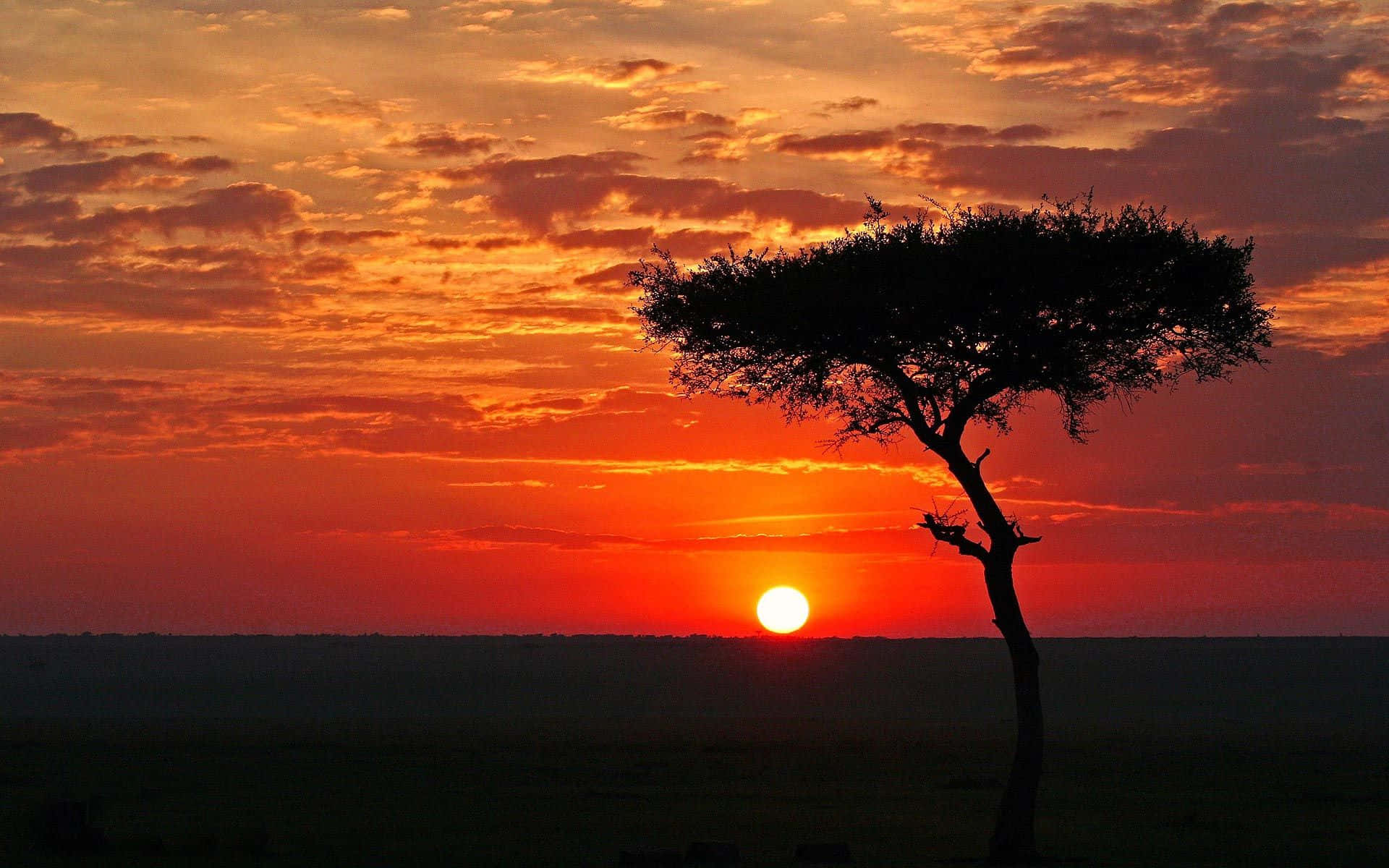 African Landscapes 桌布 壁紙 — 一棵孤獨的金合歡樹在非洲大草原上以火熱的橙紅色日落為背景形成剪影。